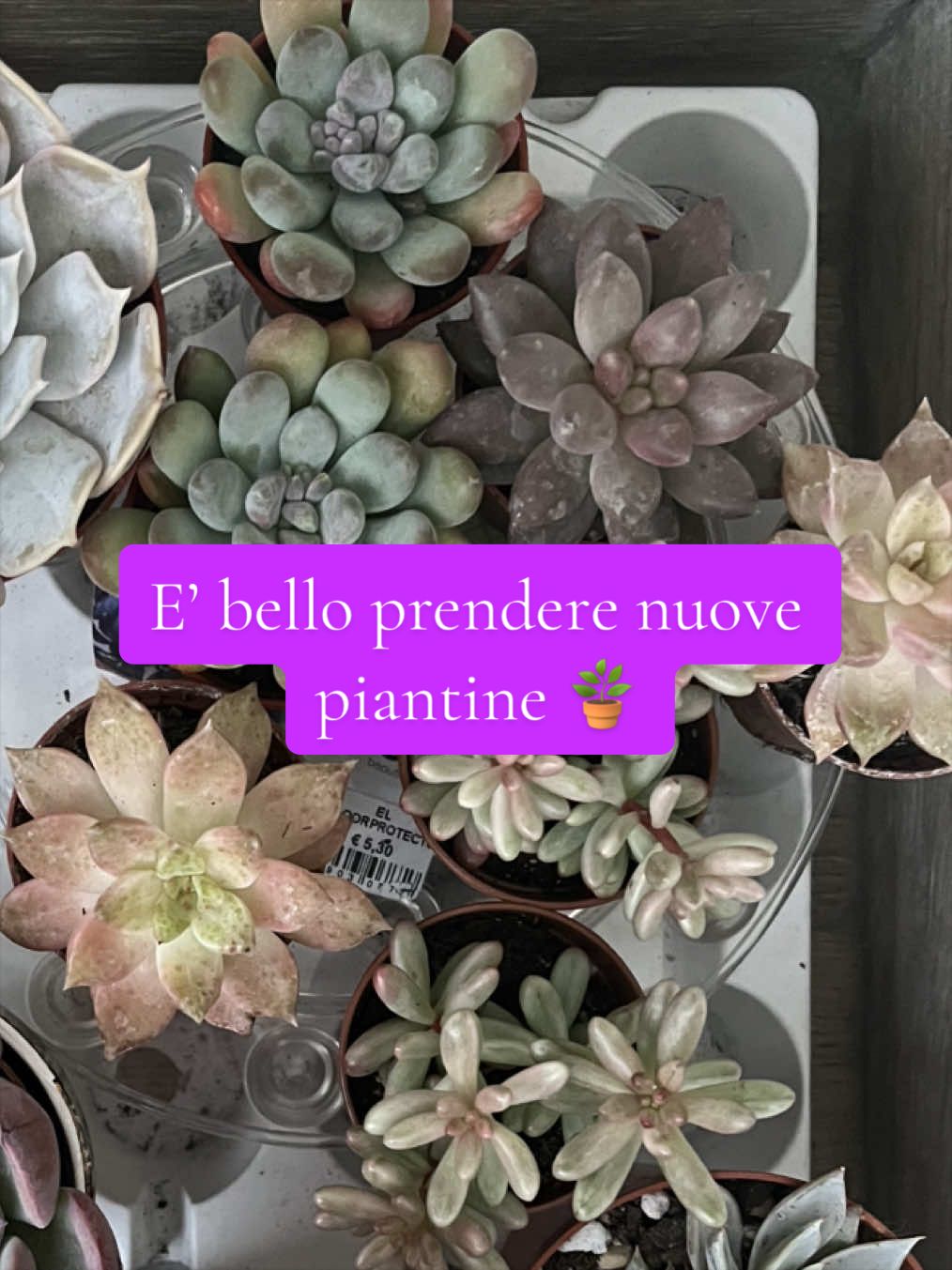 @piccole.spine.felici