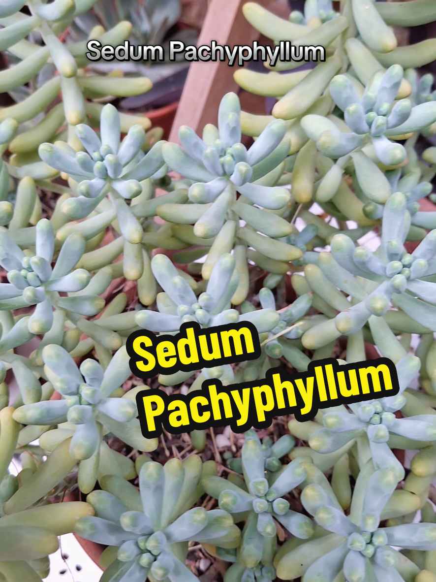 @Succulent_ninja