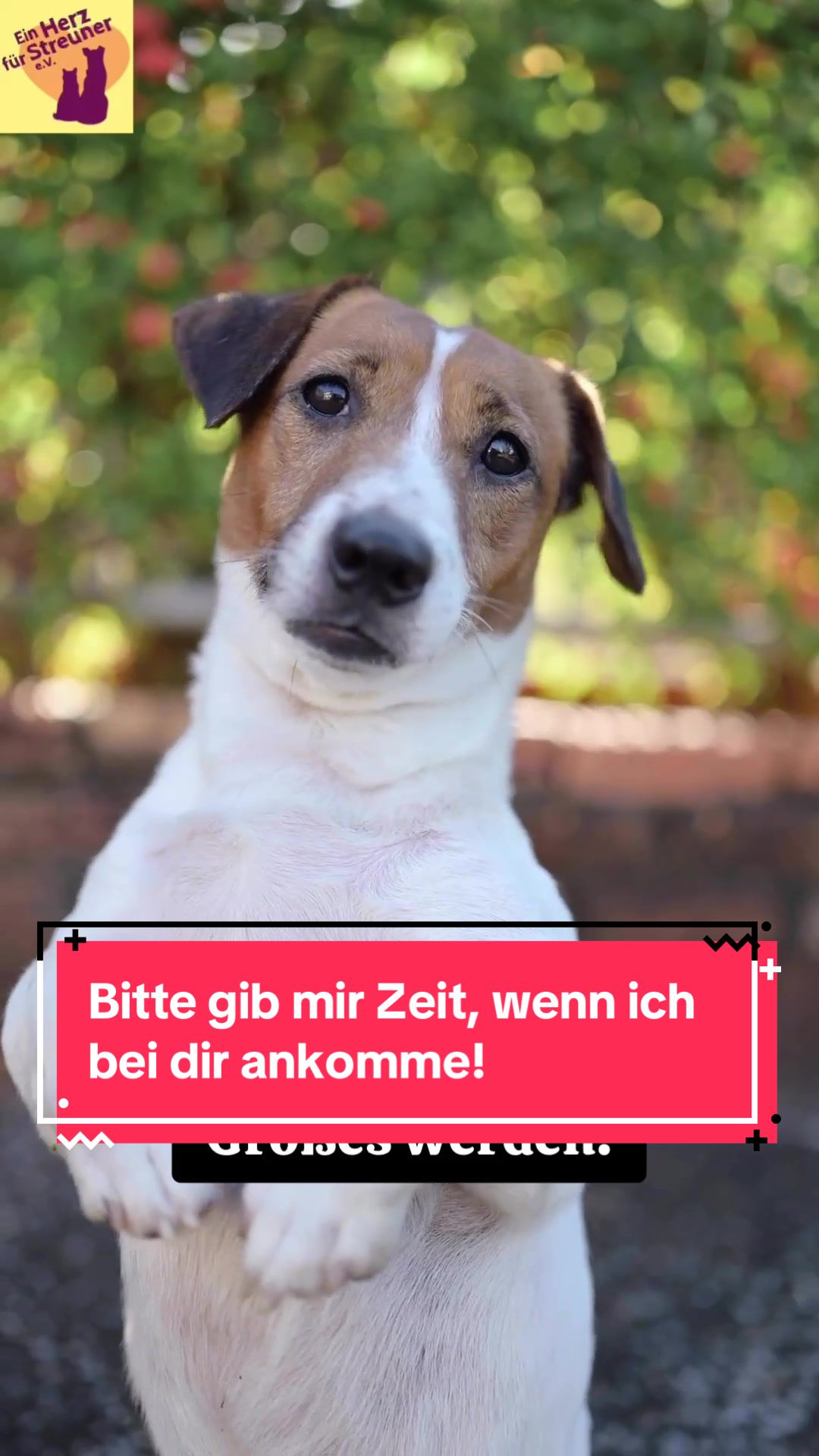 @Ein Herz für Streuner e.V.