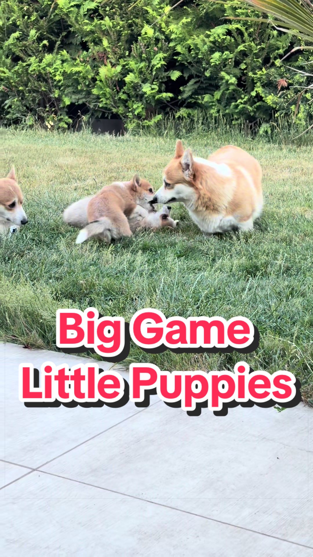 @BB fast dogs