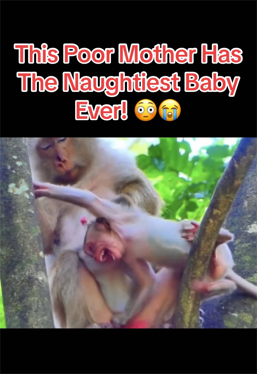 @Baby Monkey Life