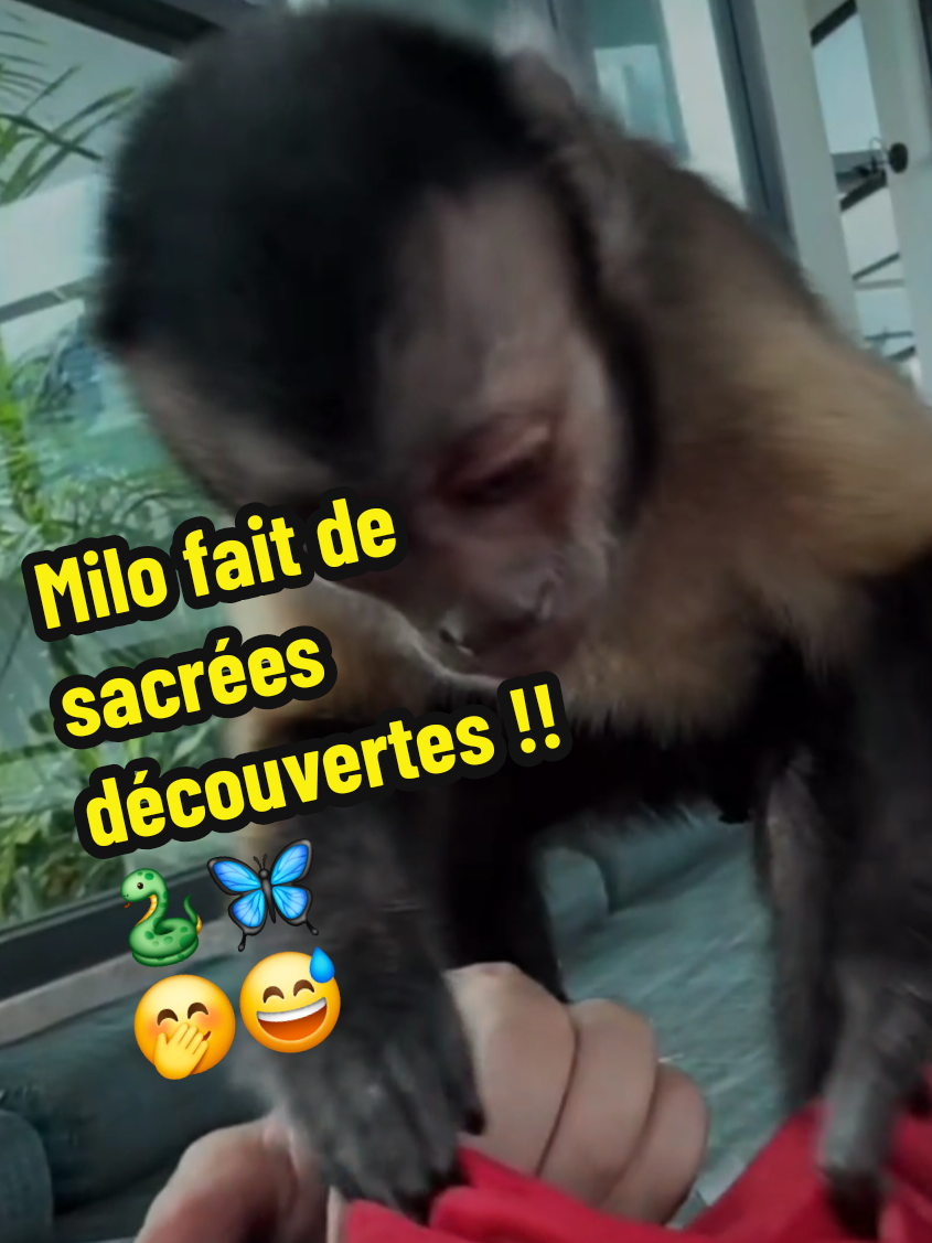 @🐒 HappyBabyMonkey 🐒