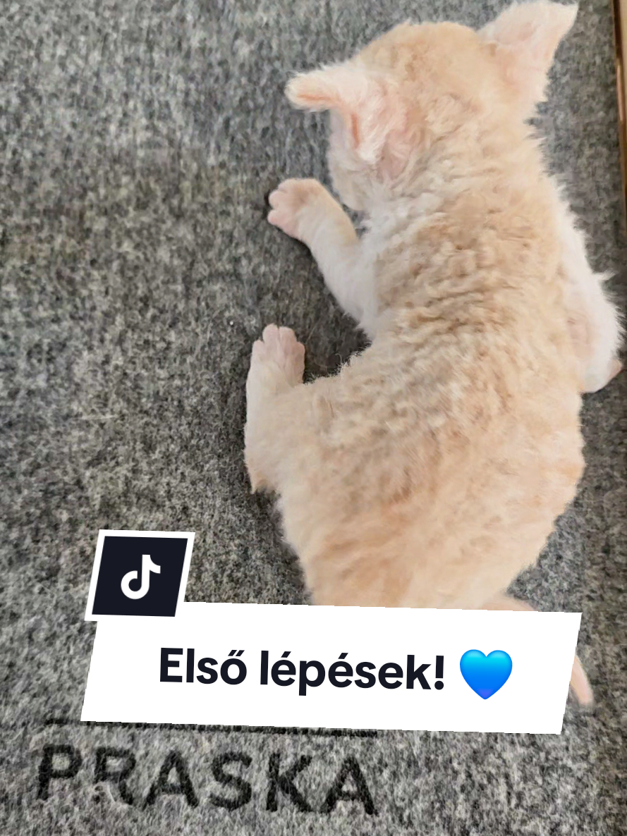 @Blue Sapphire Cats Cattery