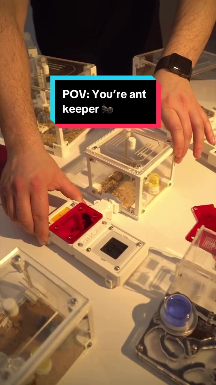 @antshq