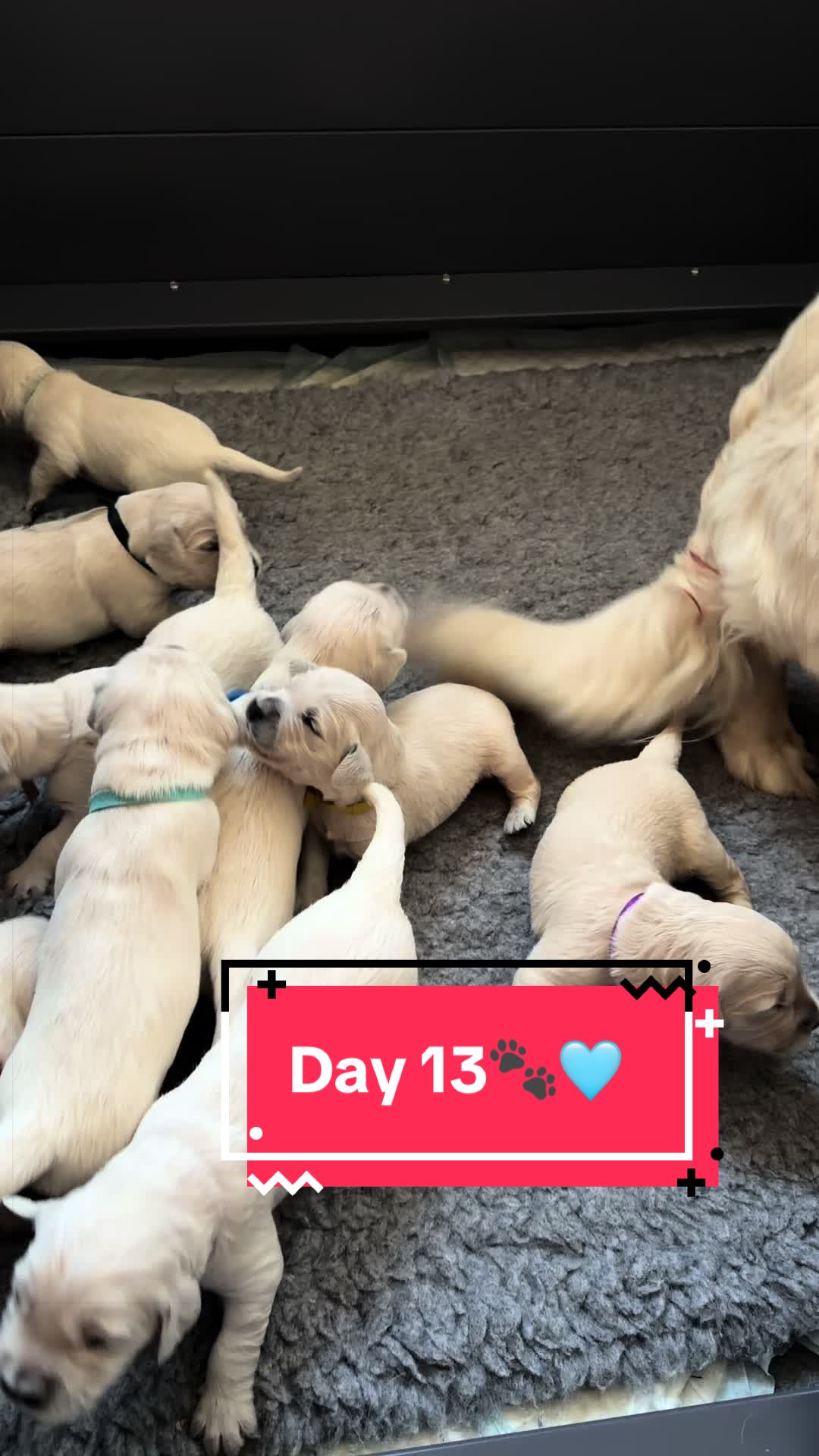 @Ateam Goldens