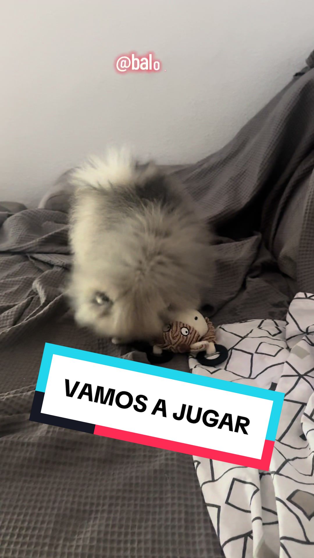@baloo.the.pom