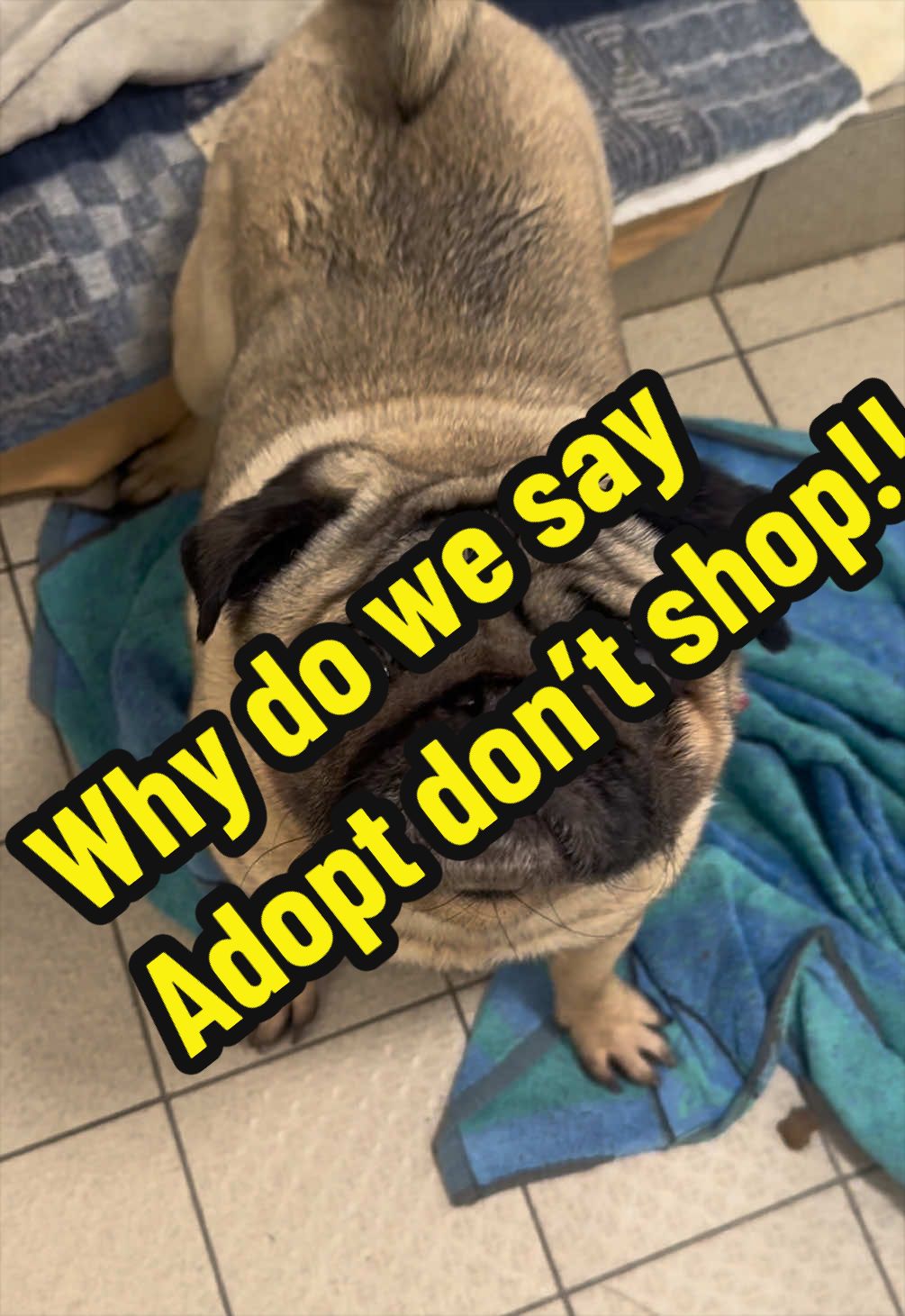 @RSPCA brighton