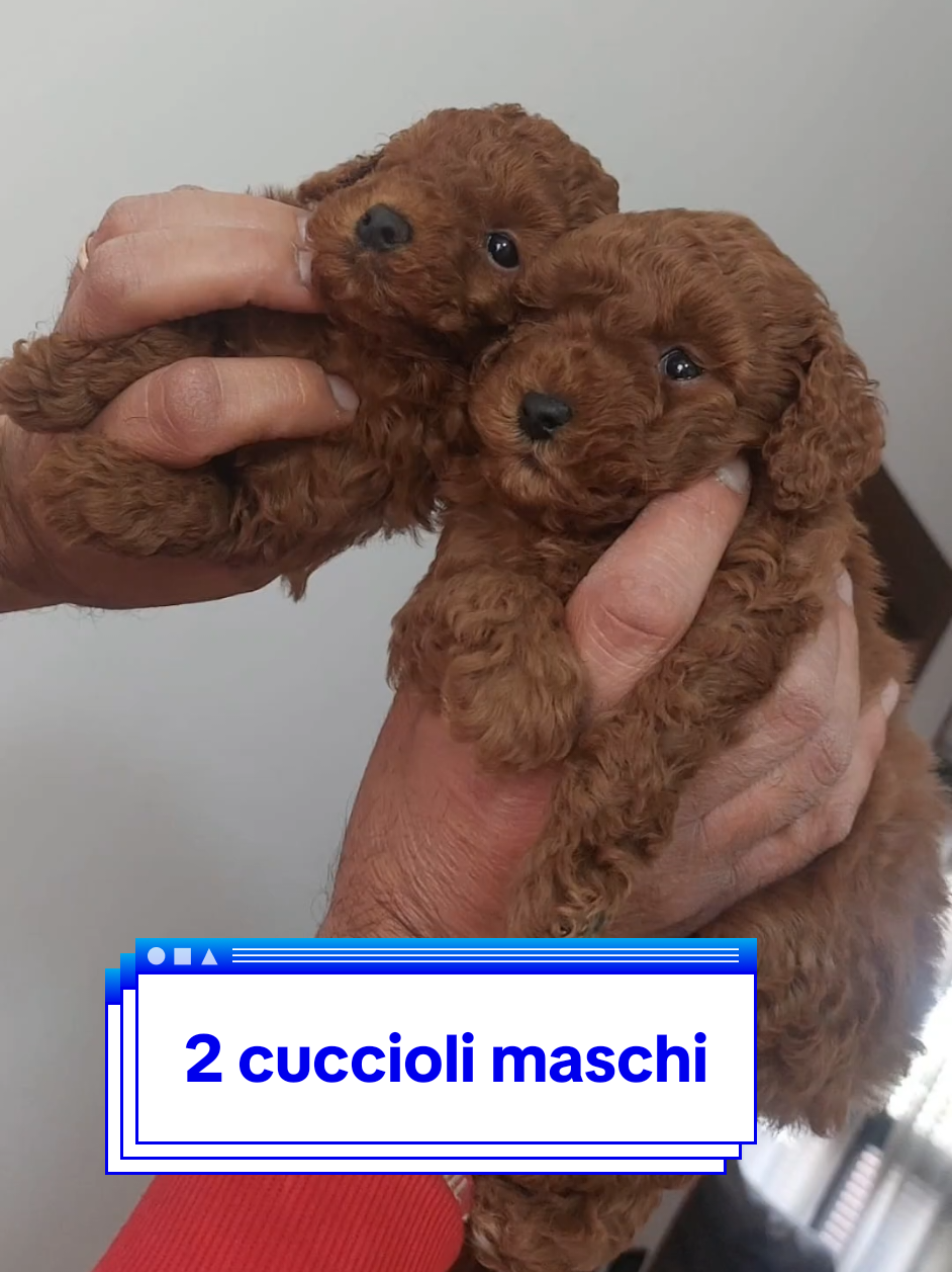 @giannidellatti