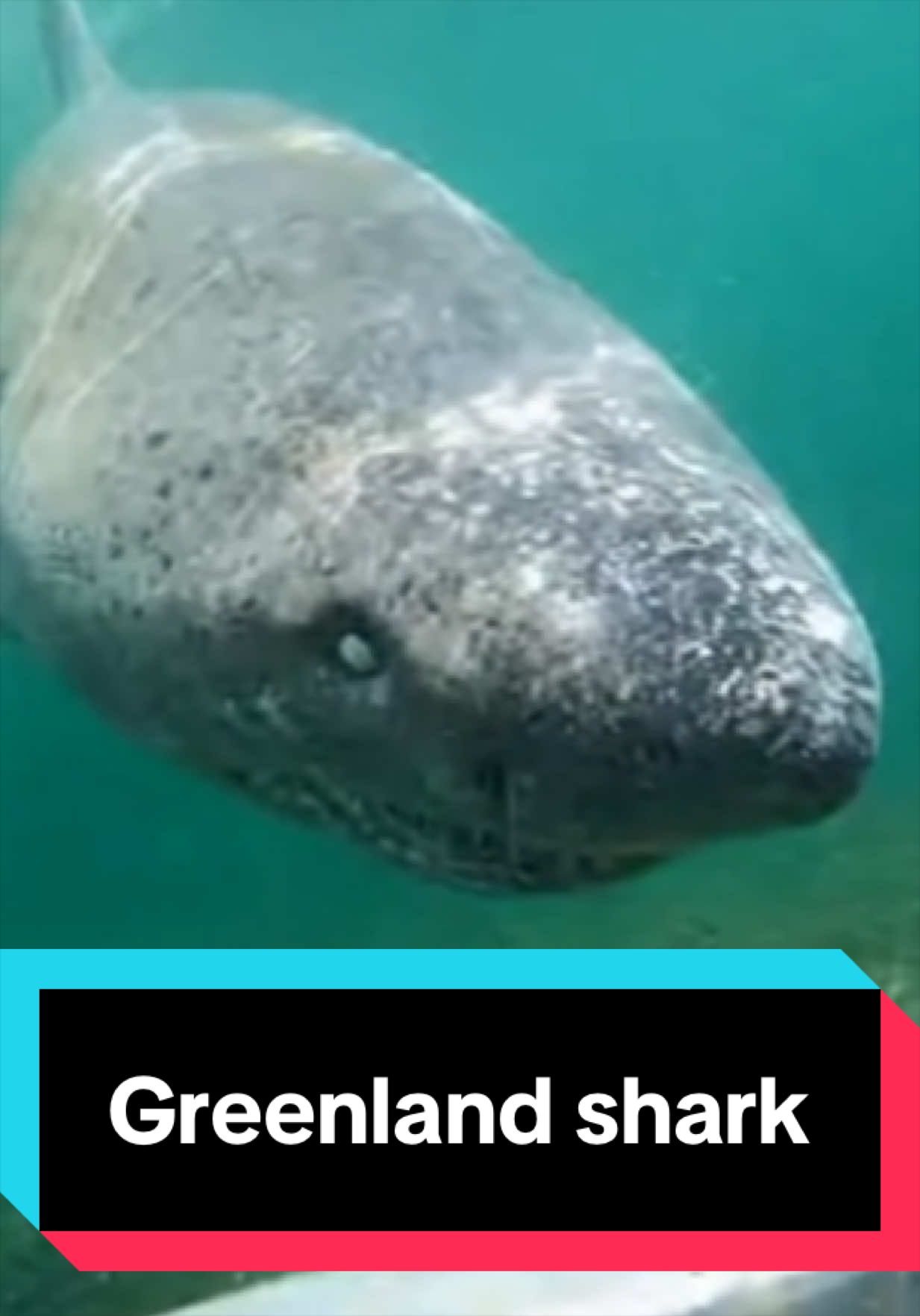 @The Shark Mommy