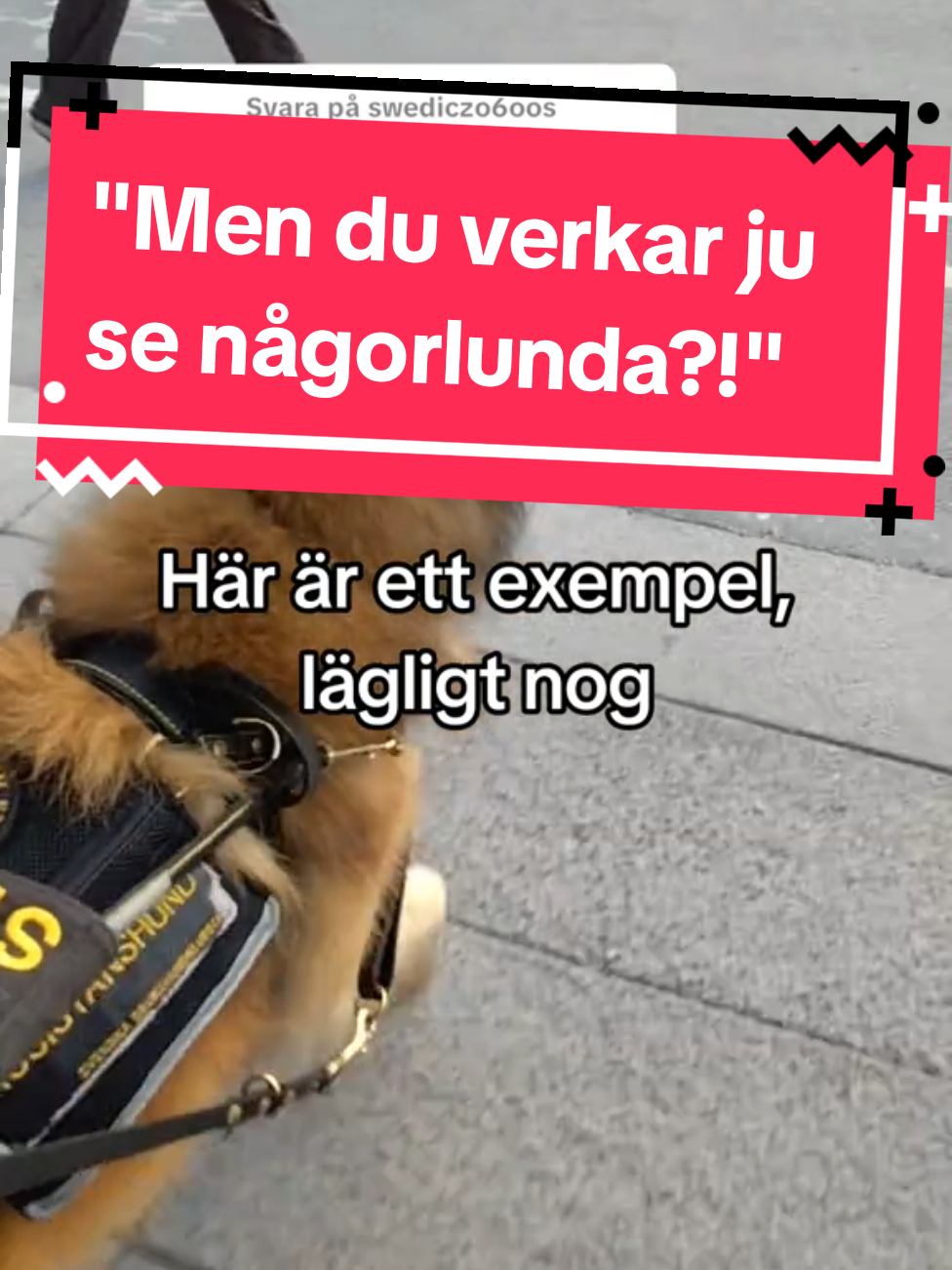 @Fenix-Tervueren AssistanceDog
