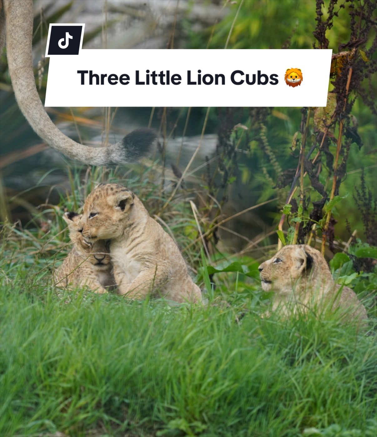 @Animals Travel Adventures