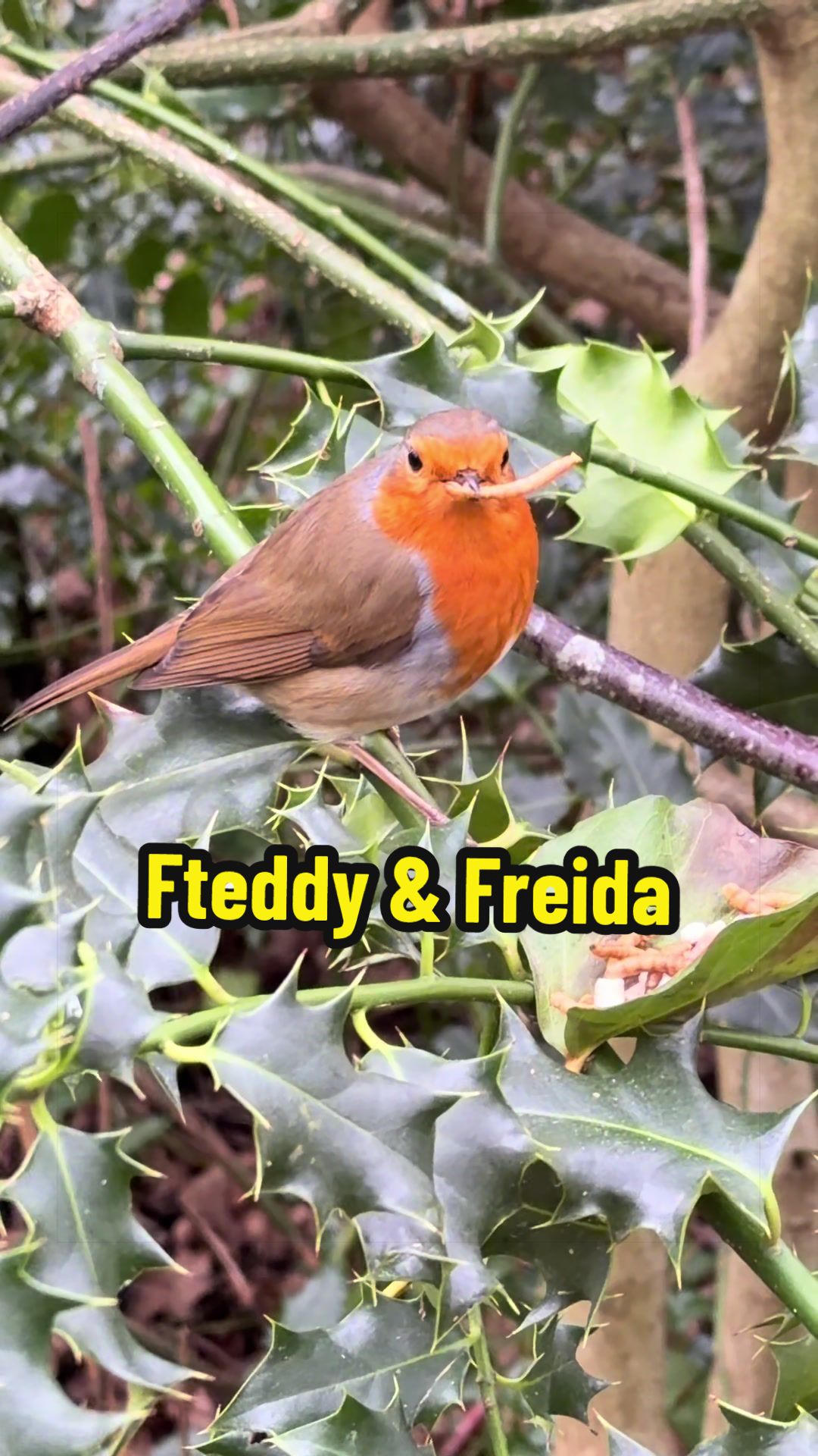 @Wildlife & Nature (Linda)