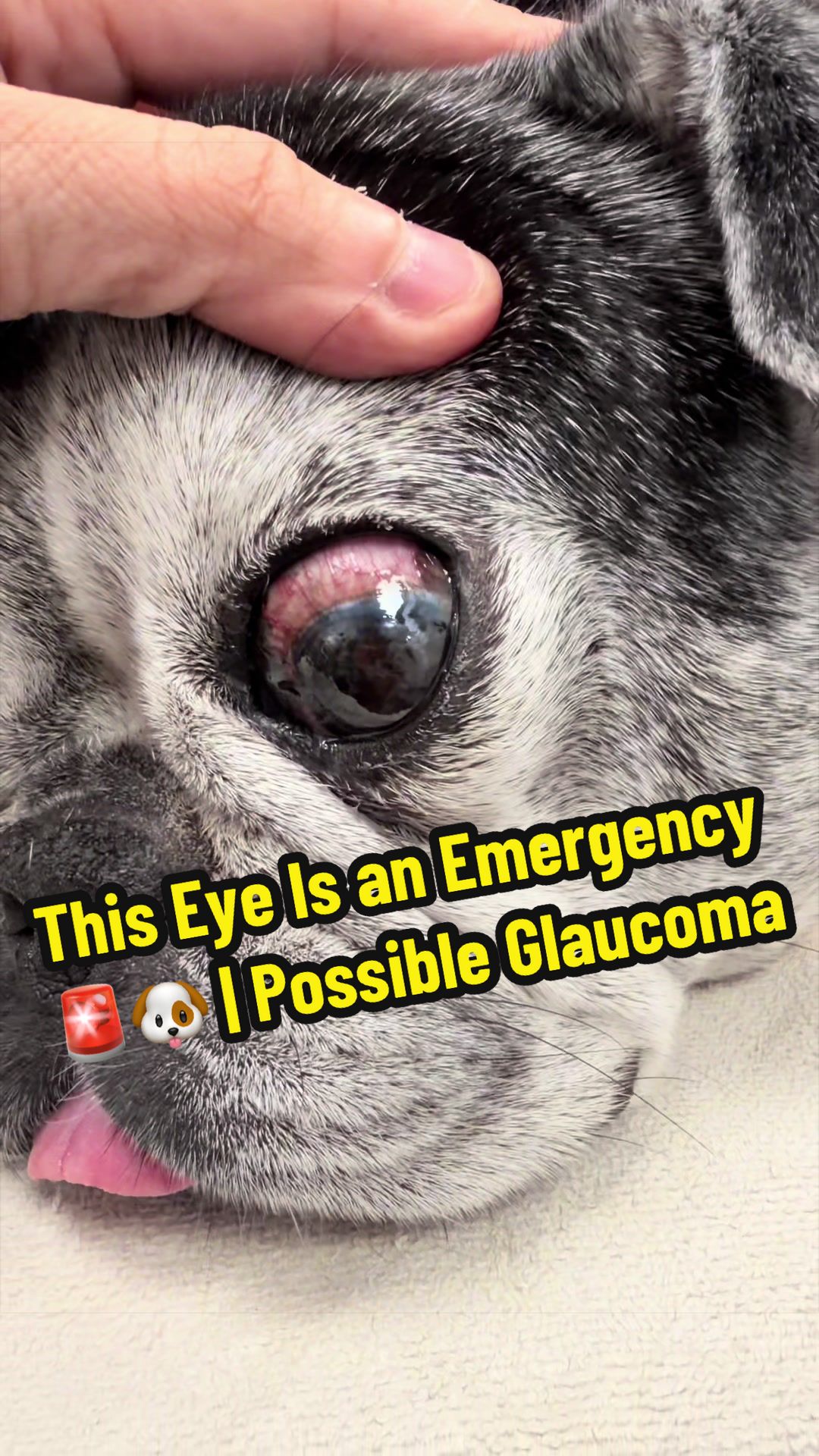 @Tomasthevet