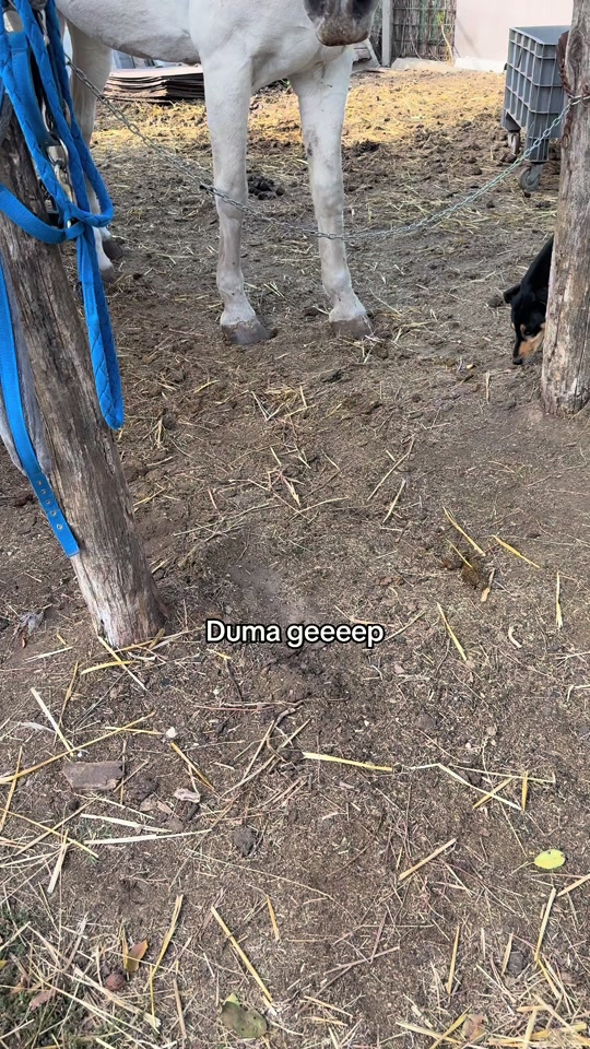 @Emirideer