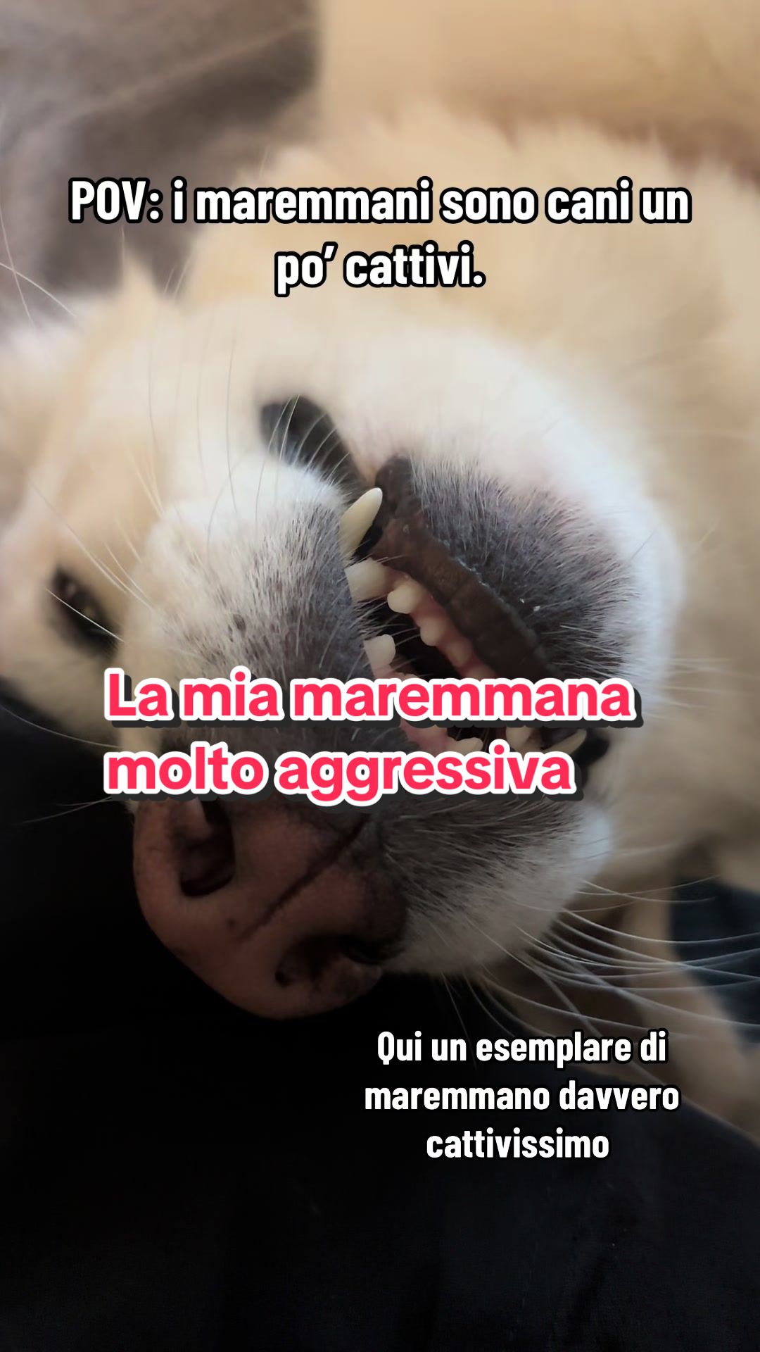 @Family_pelosa🐱🐰🐶🐮
