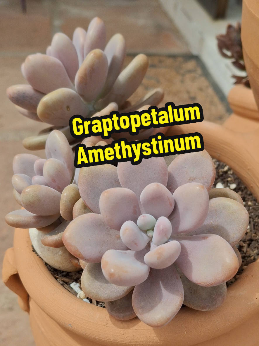 @Succulent_ninja