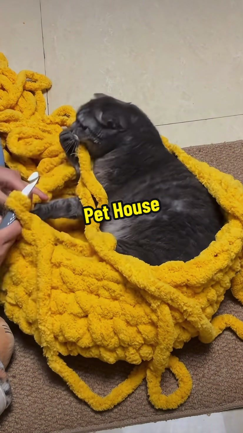 @DIY kitten