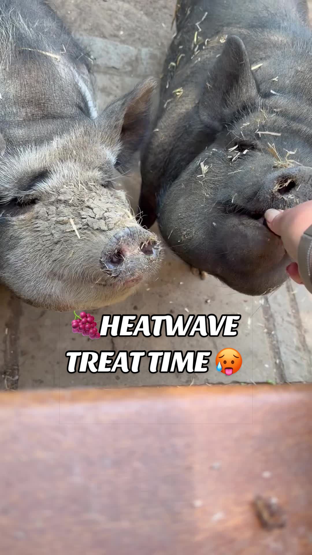 @AhimsaAnimalSanctuaryUK