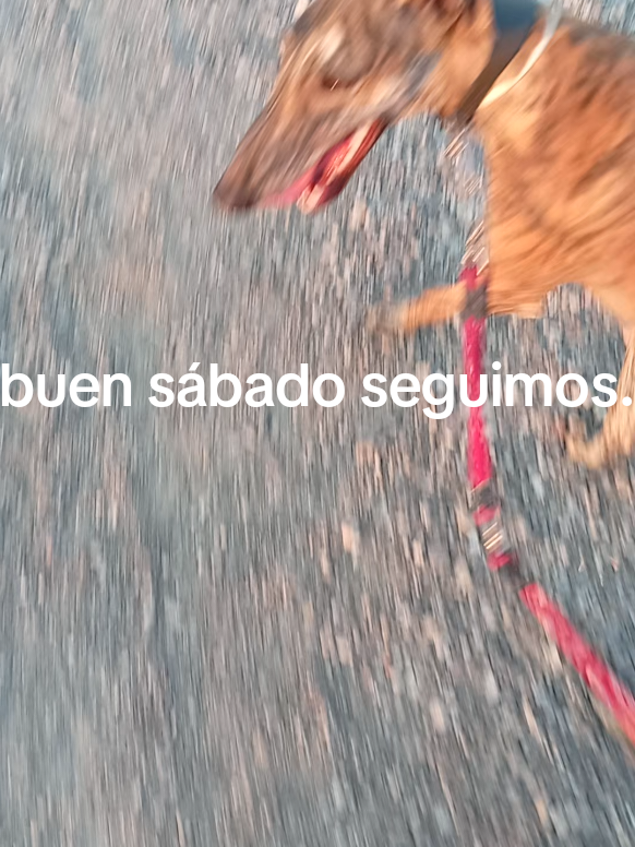 @cocodrilo