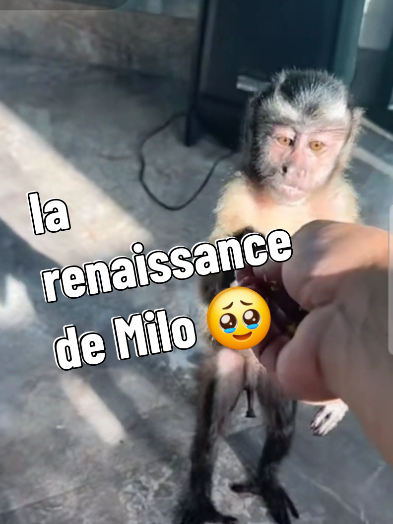 @🐒 HappyBabyMonkey 🐒