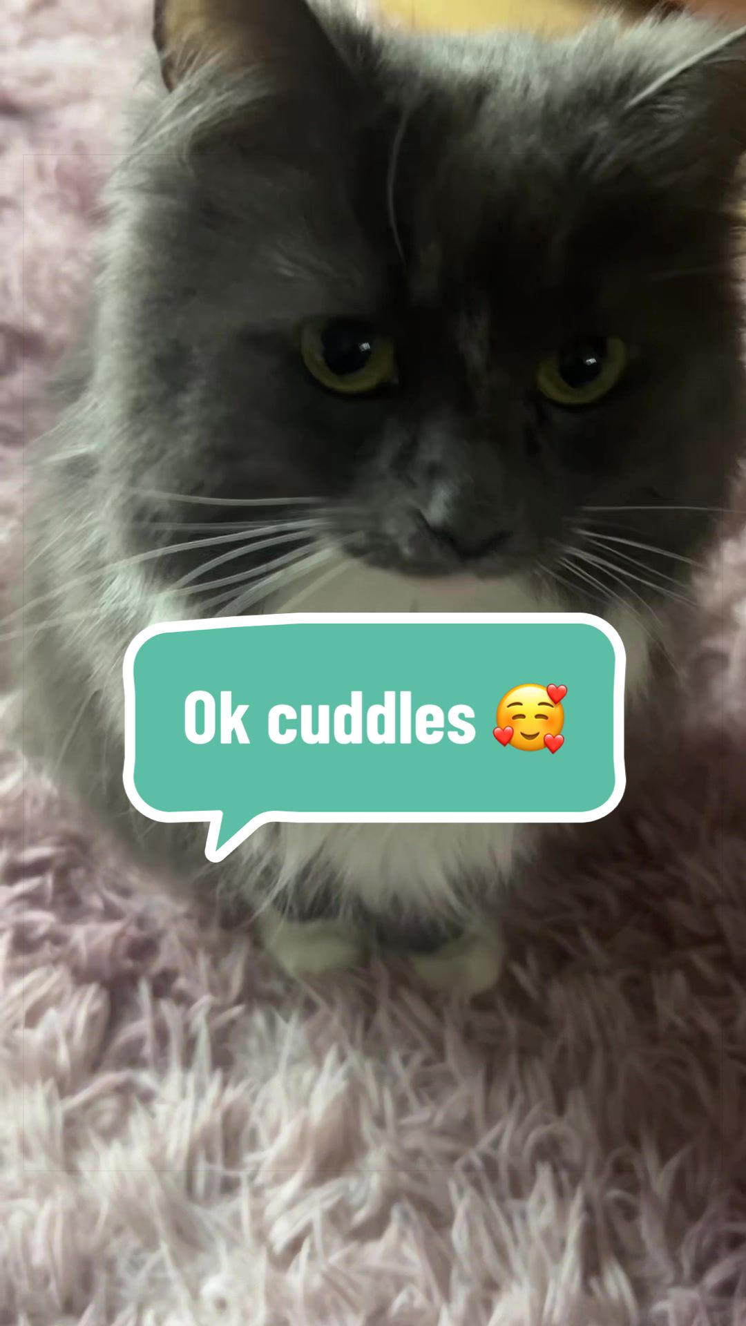 @🫒 Olive the cat 🫒