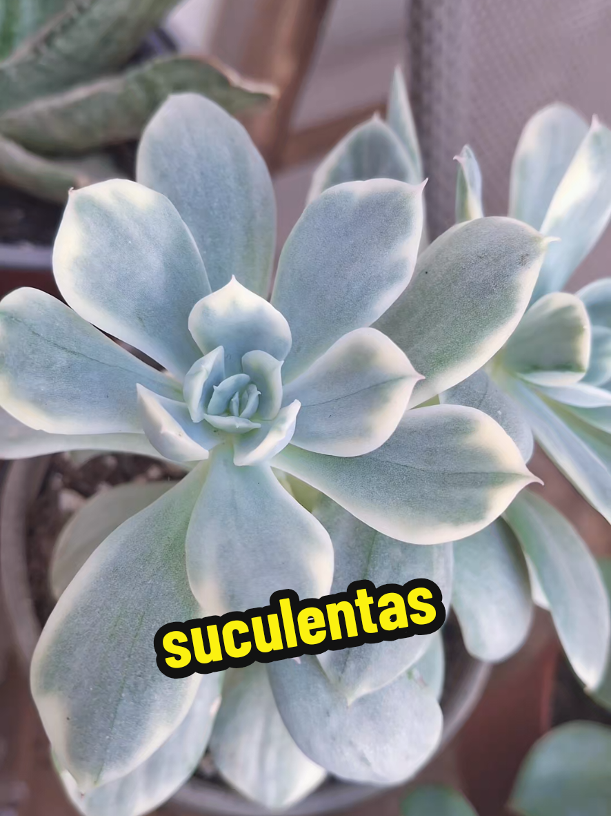 @Succulent_ninja