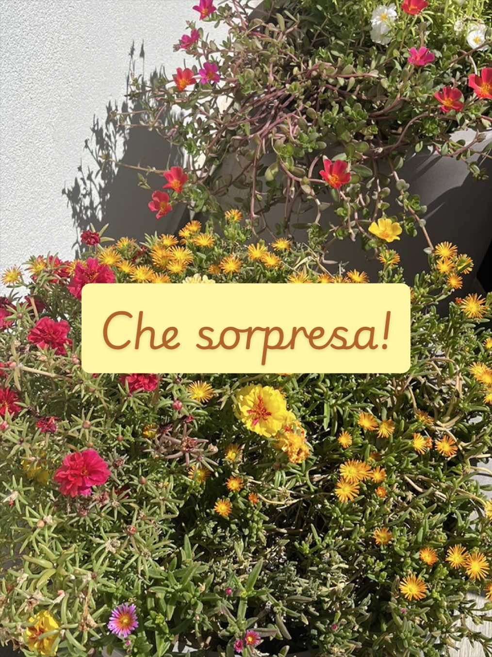 @piccole.spine.felici