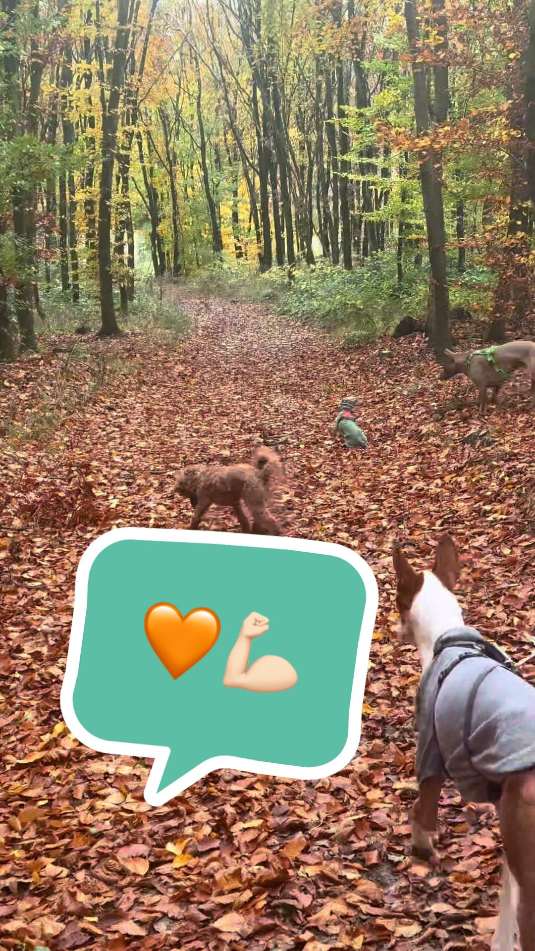 @poo.iggy.ontour