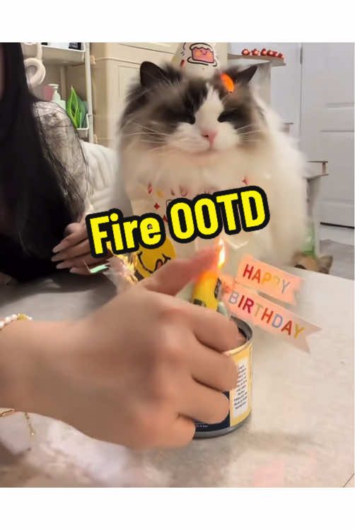 @DIY kitten