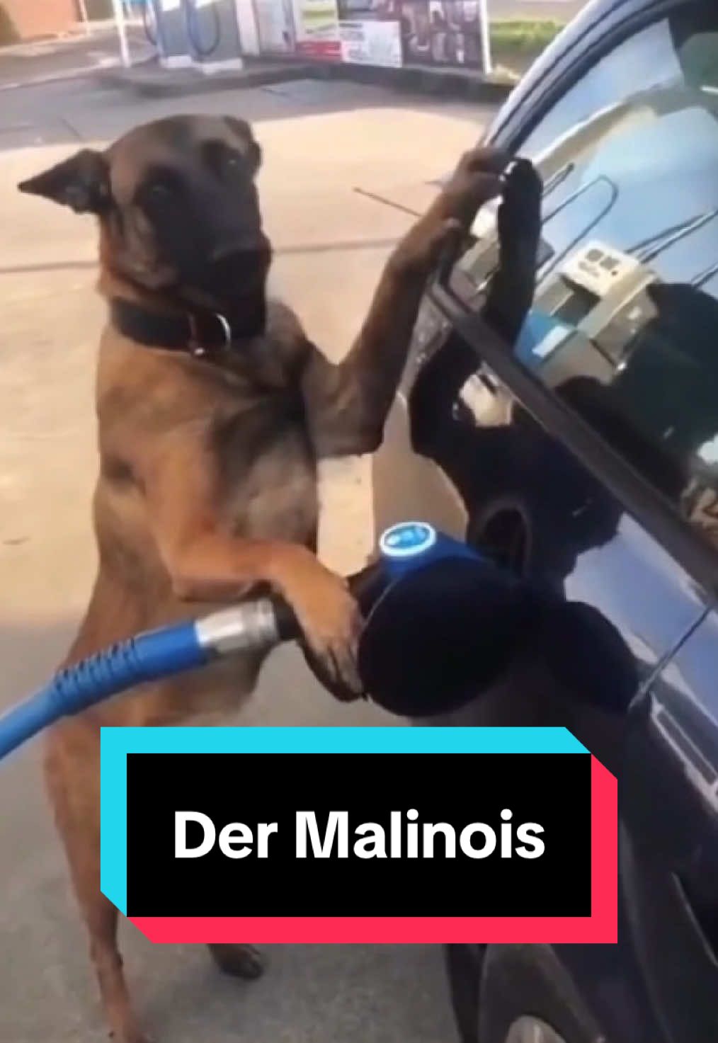 @Tiere kennen🐾