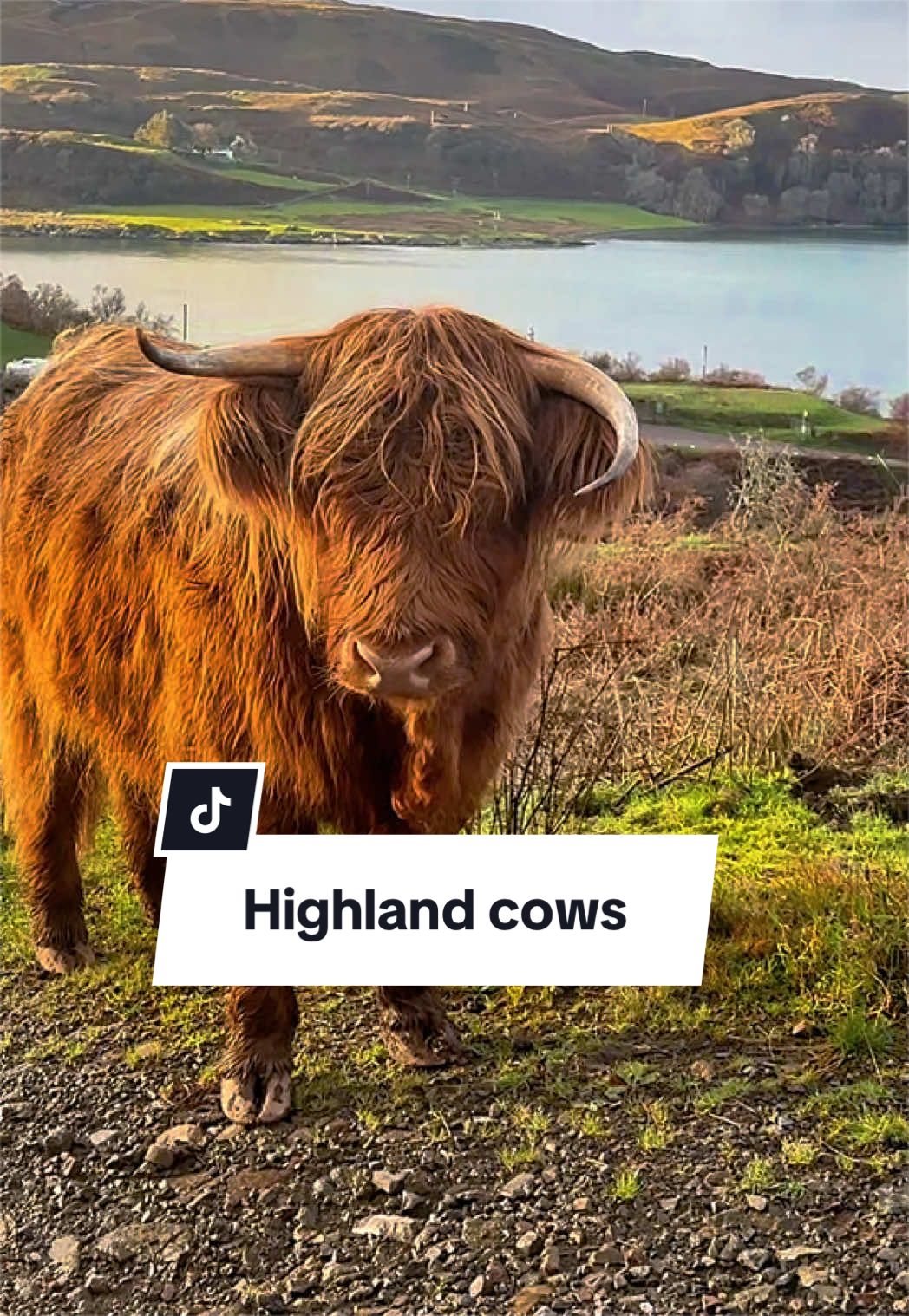 @Scottish_June 🏴