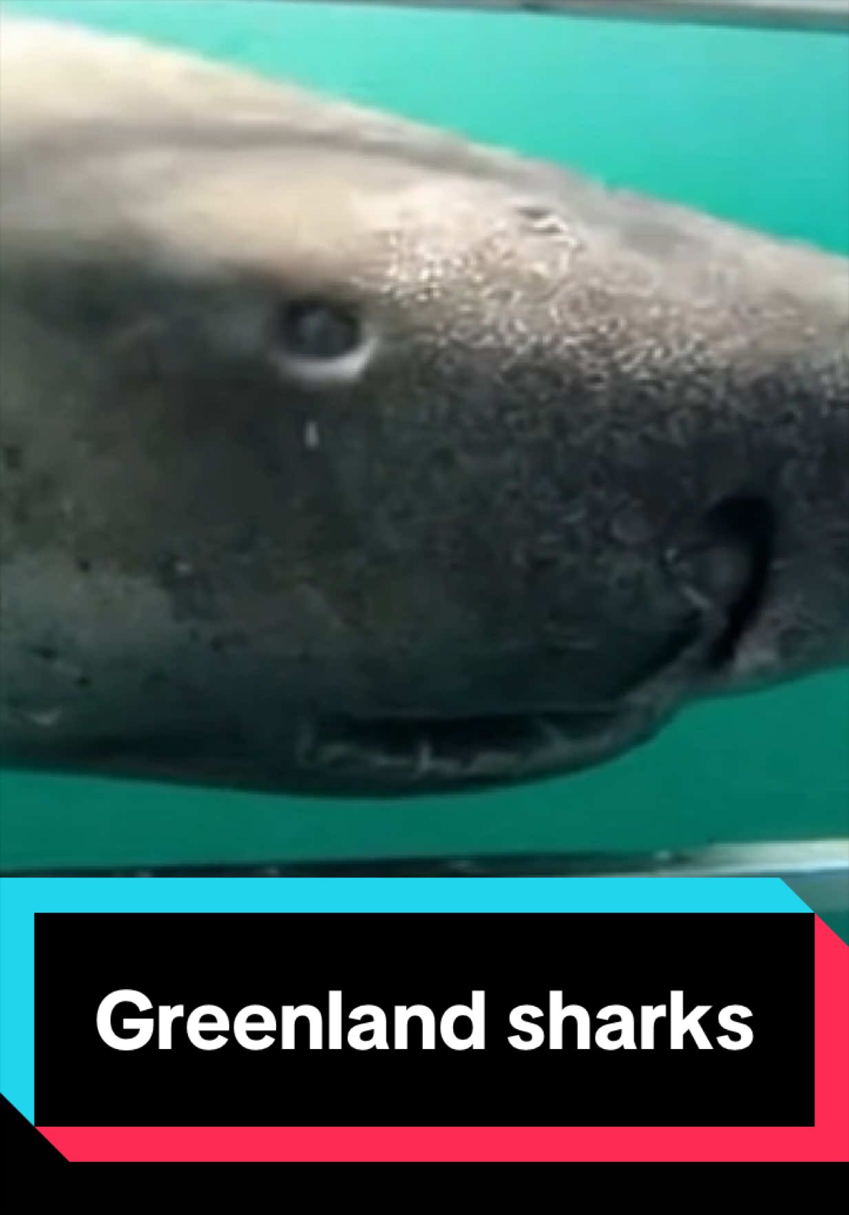 @The Shark Mommy