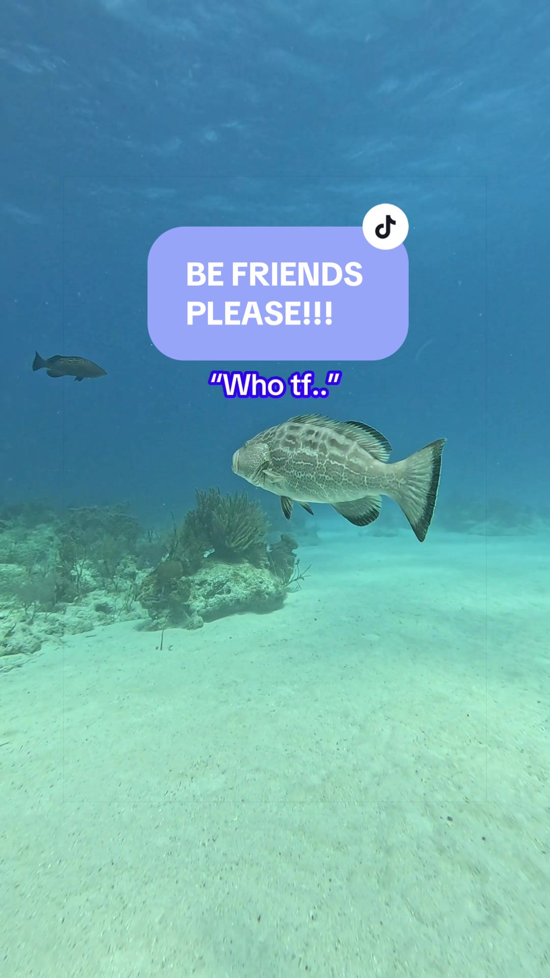 @SCUBA&ensp;DAN&ensp;🦈