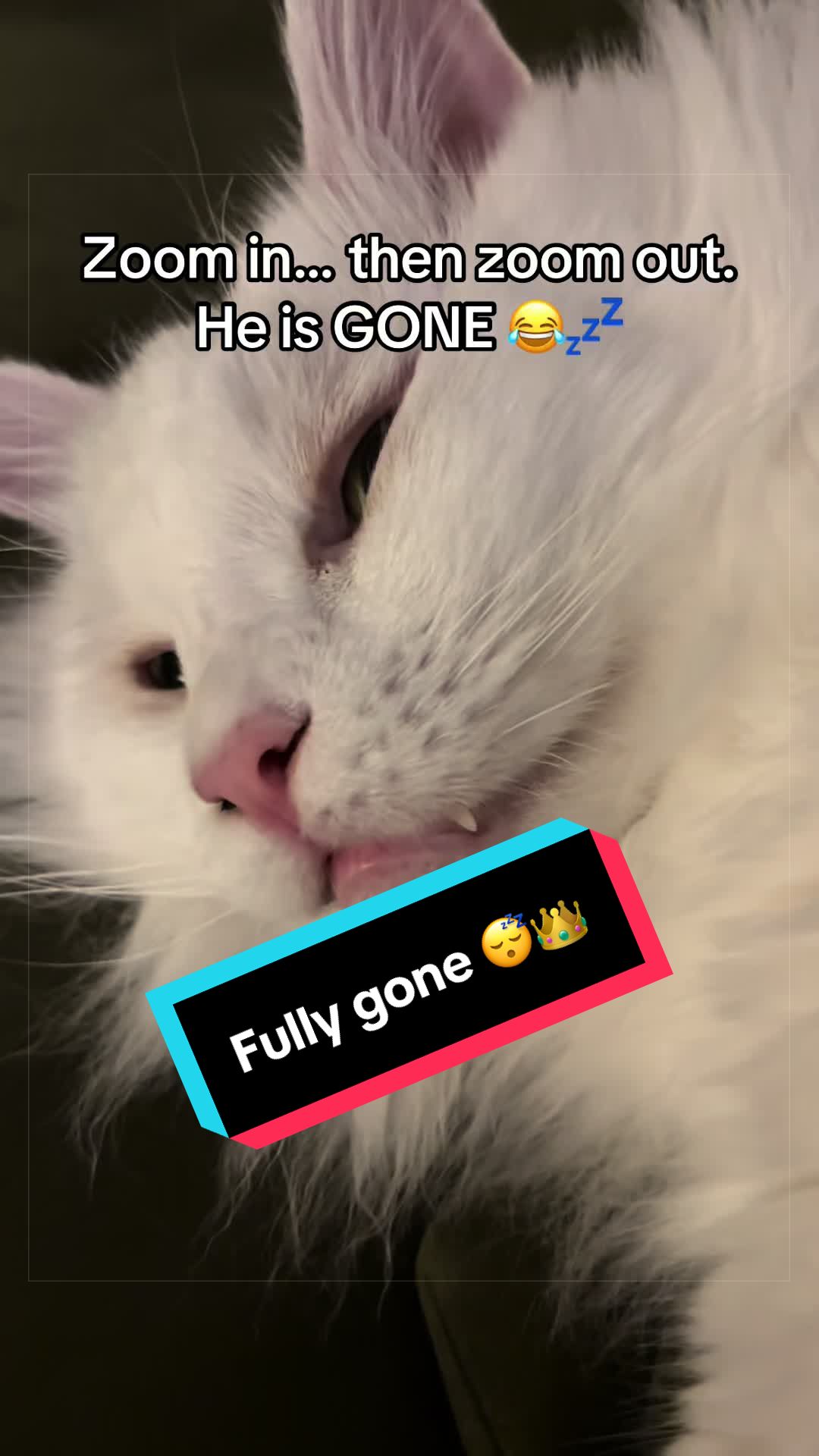 @Kiki & Zeus ๐ธ๐พ