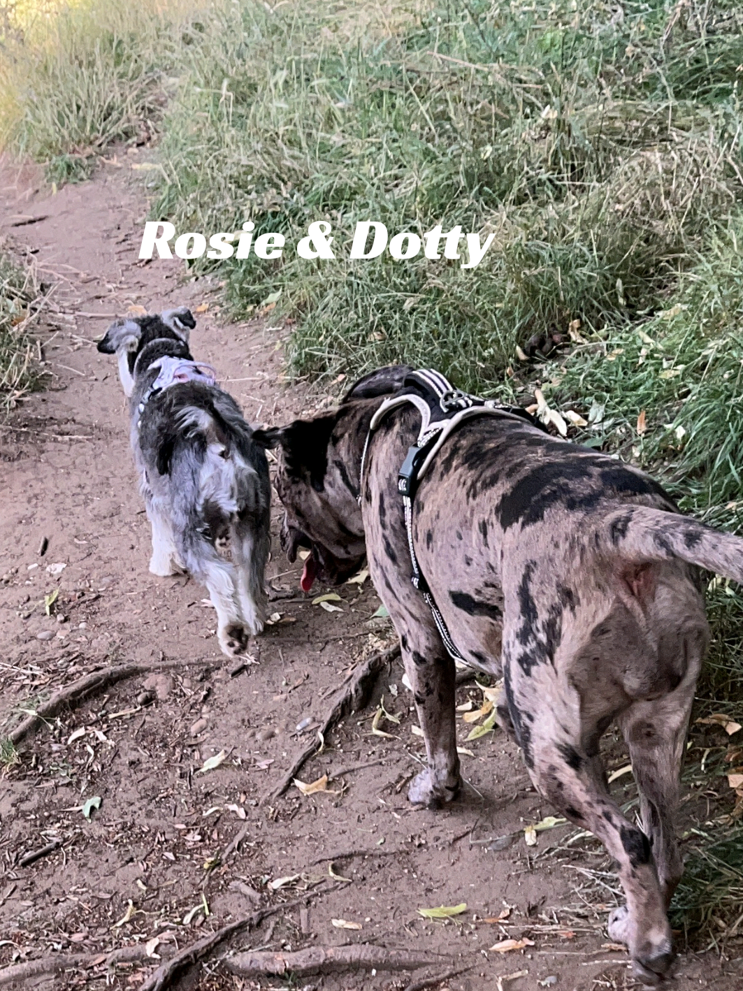 @🖤 Dotty & Aimee 🖤