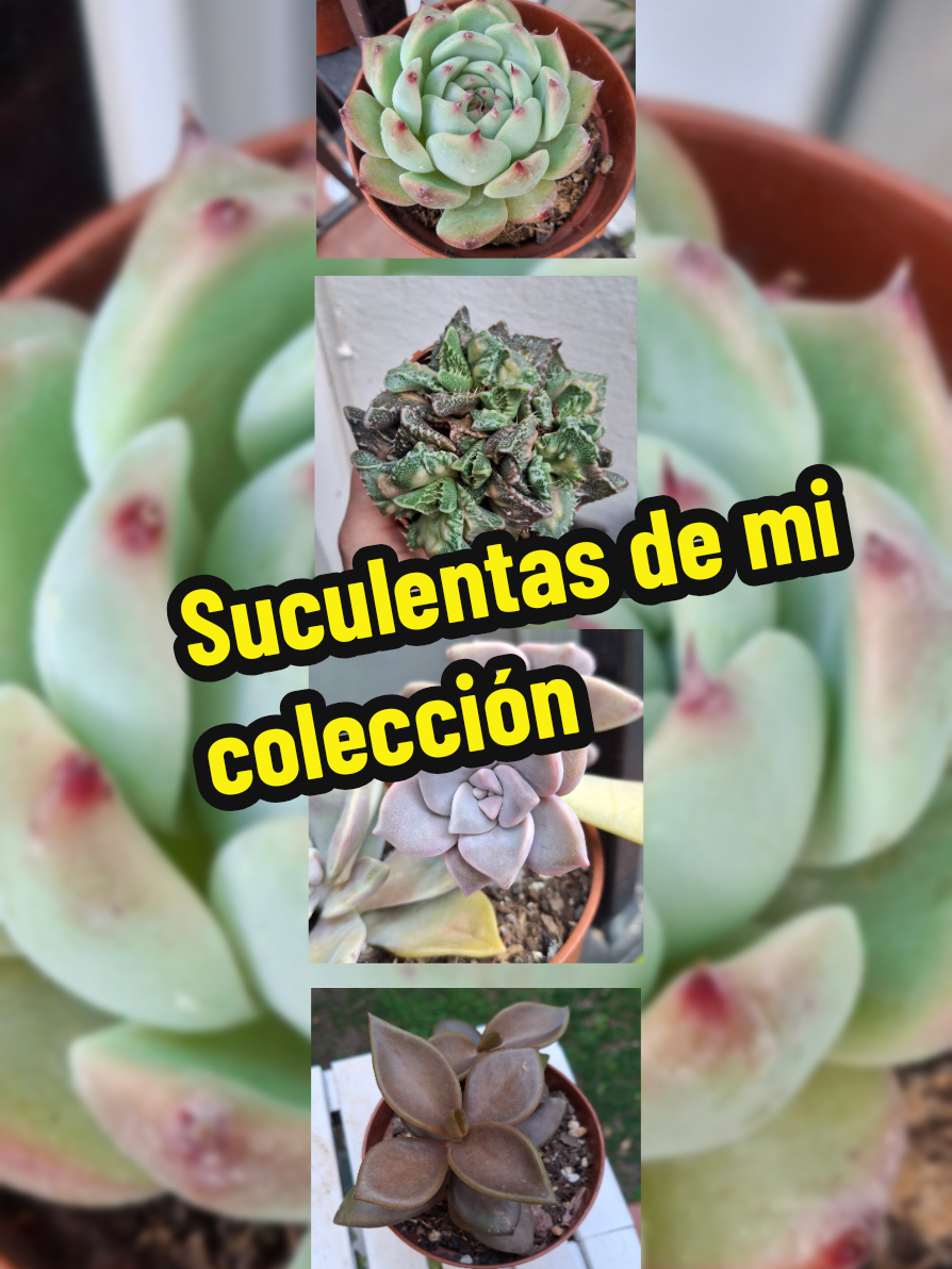 @Succulent_ninja