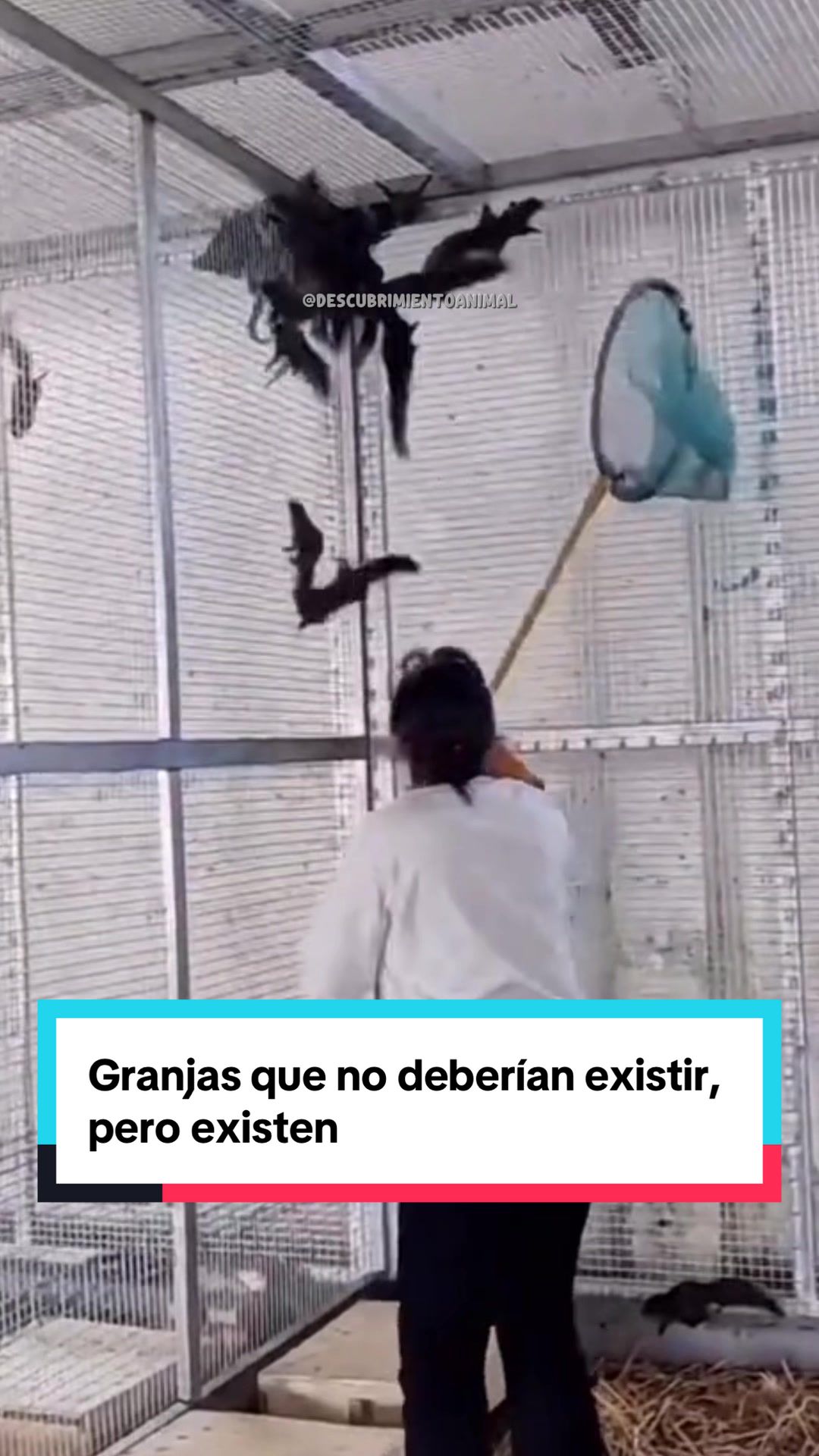 @Descubrimientoanimal