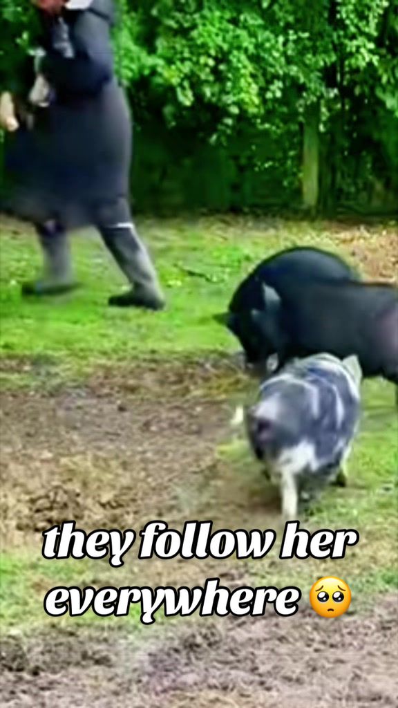 @AhimsaAnimalSanctuaryUK