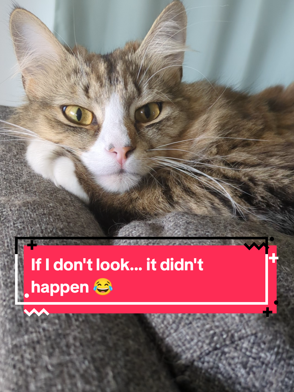 @The Cutest Cats Ever
