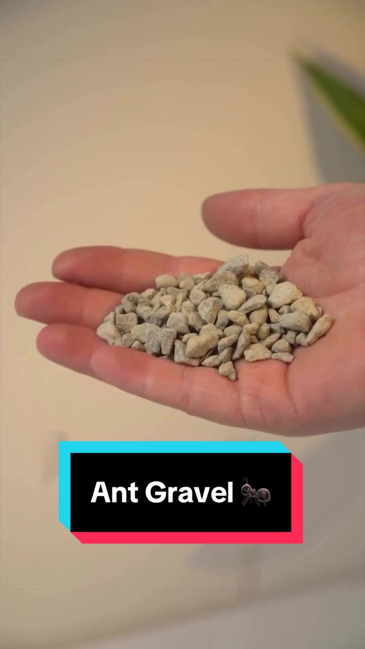 @antshq