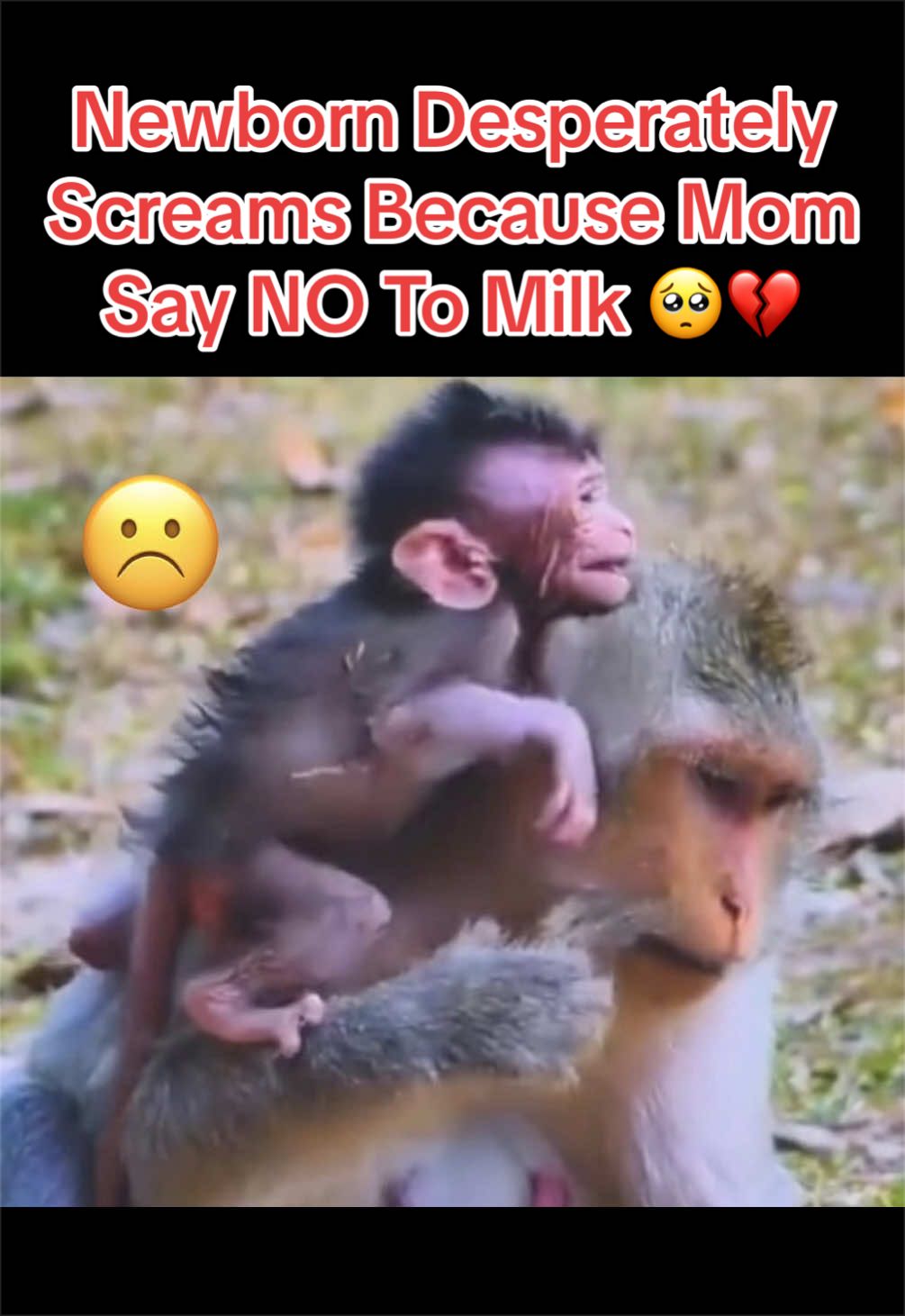 @Baby Monkey Life