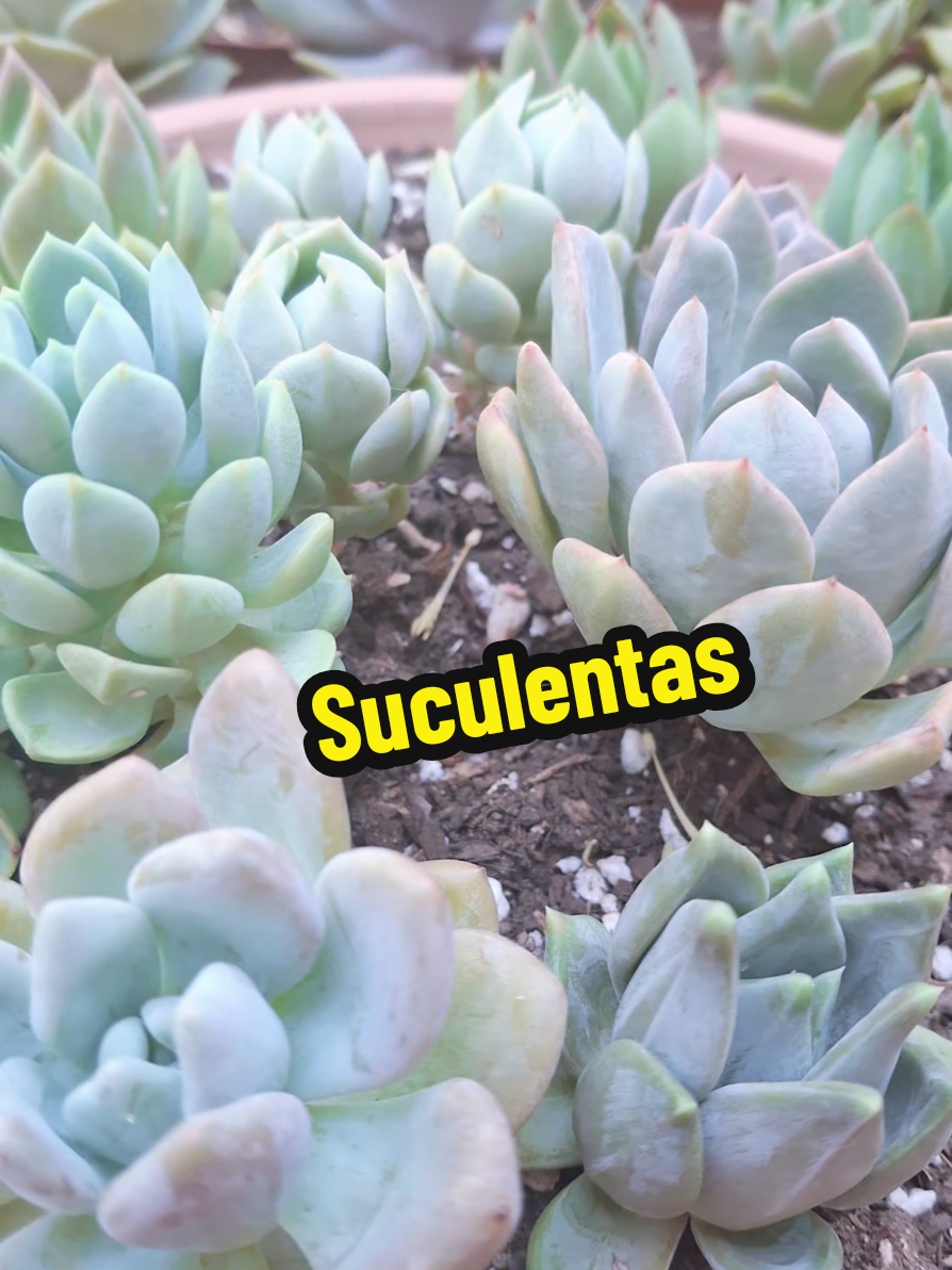 @Succulent_ninja