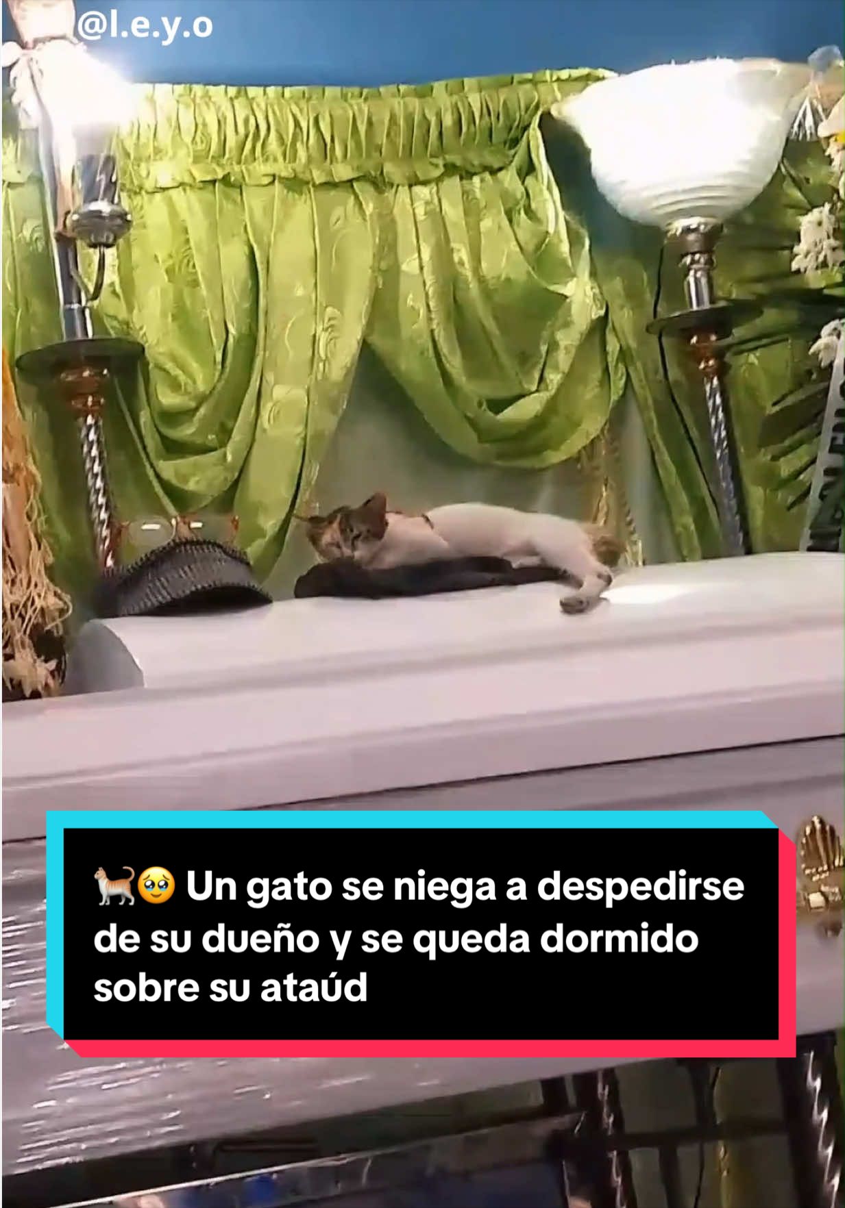 @EL ESPA&Ntilde;OL 🦁