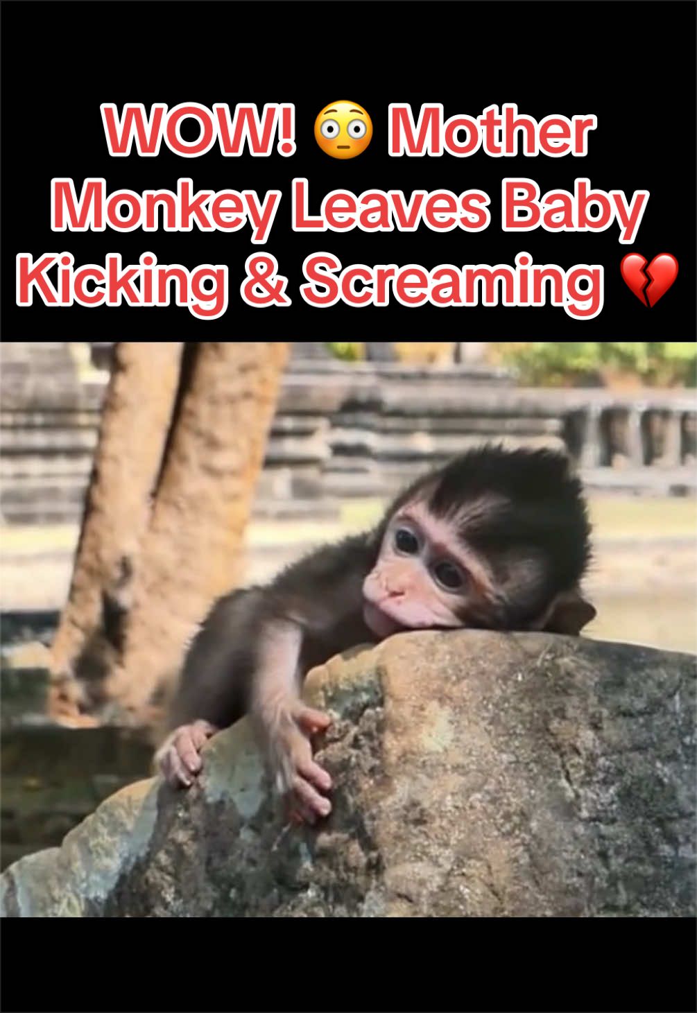 @Baby Monkey Life