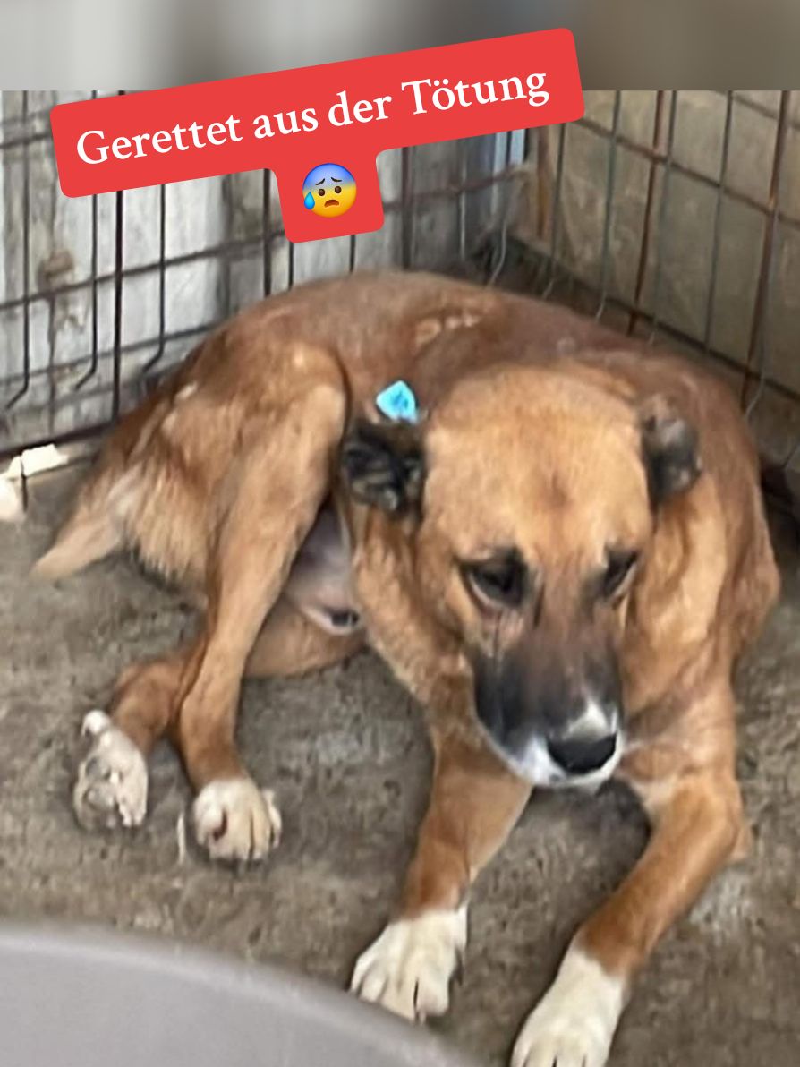 @rescuersalexandria