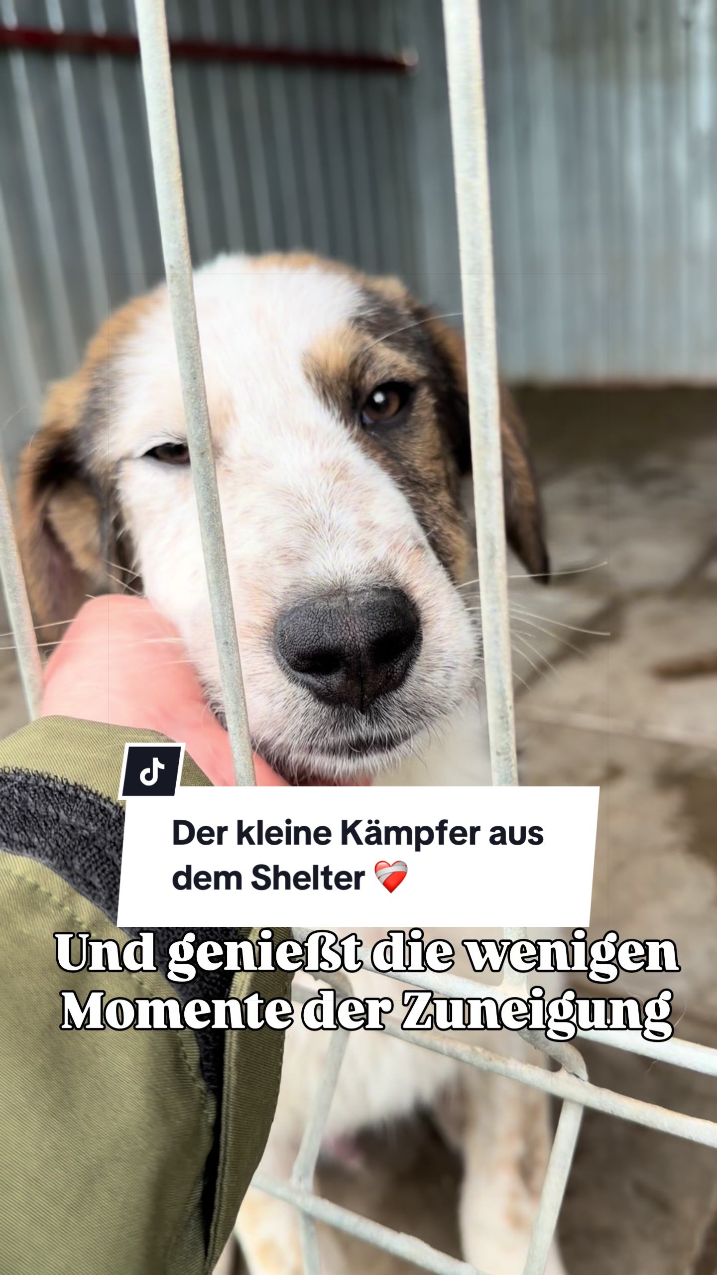 @Ein Herz für Streuner e.V.