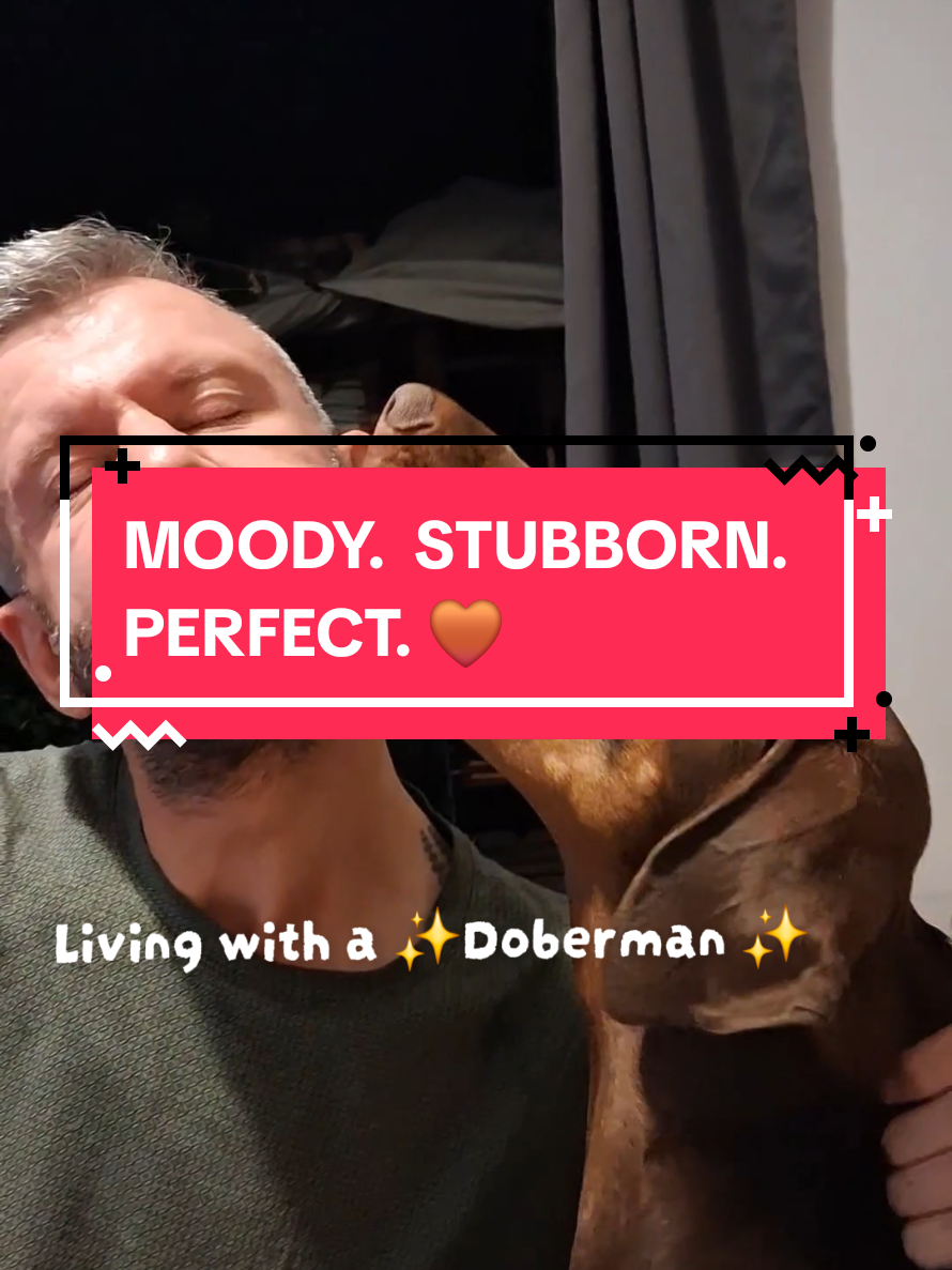 @Juno | The London Doberman