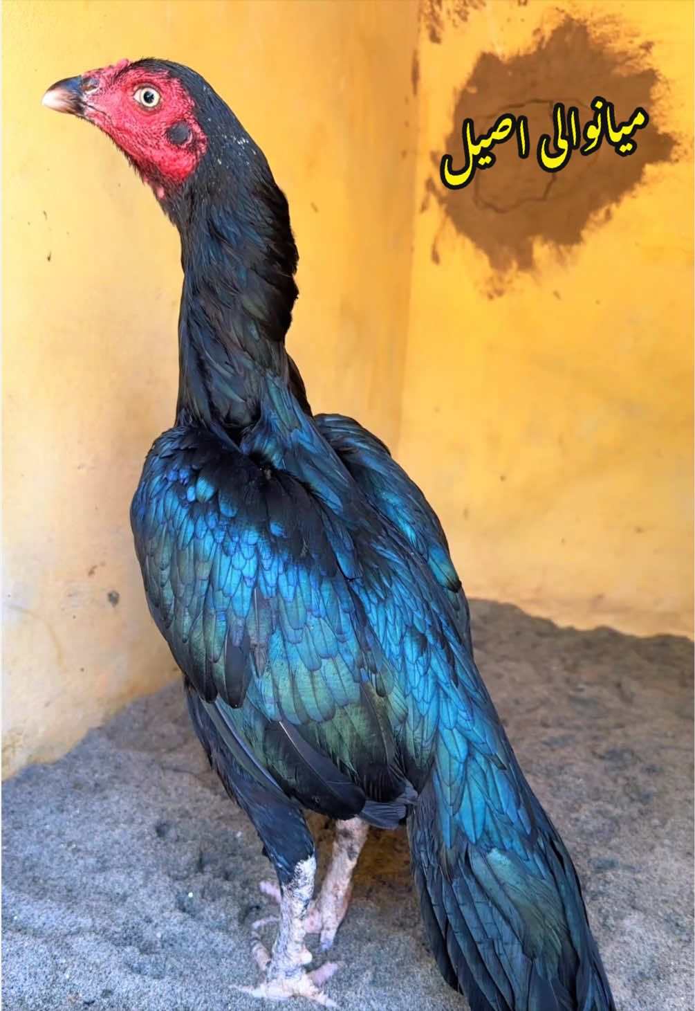 @Poultry Markaz
