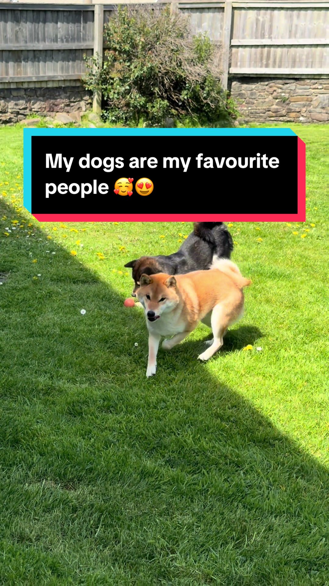 @Life with Shibas