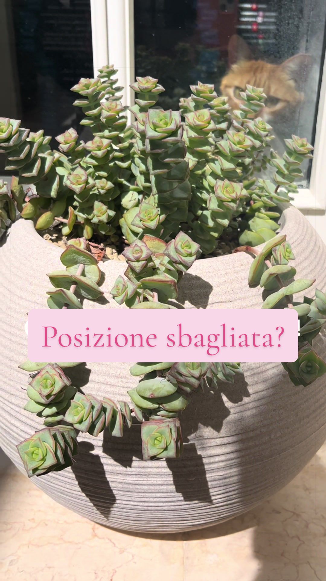 @piccole.spine.felici